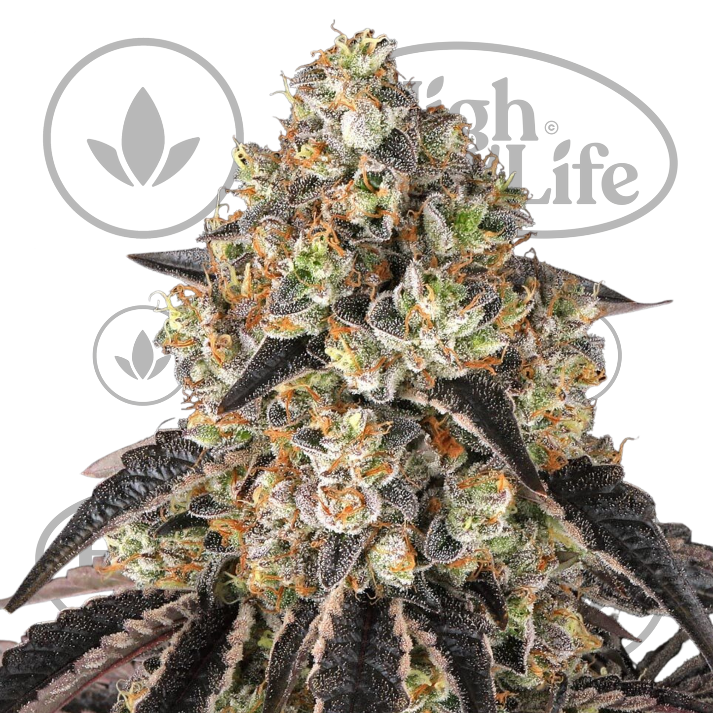 Osta Black Cherry Gushers kannabiksen siemenet High & Life Storesta