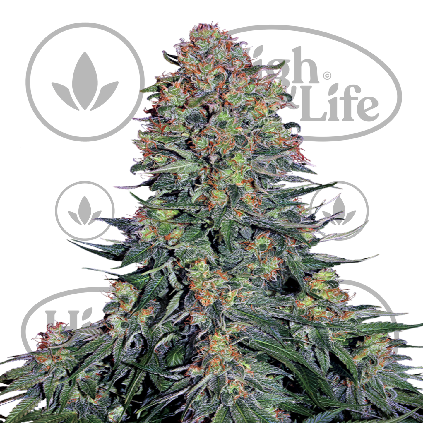 Osta Blue Skunk kannabiksen siemenet High & Life Storesta