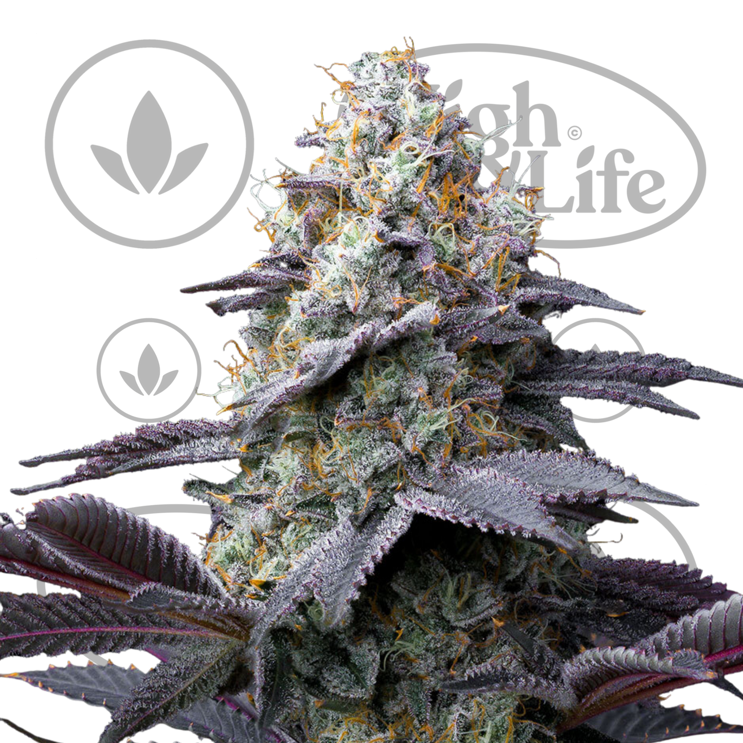 Osta Bubblegum Gelato kannabiksen siemenet High & Life Storesta