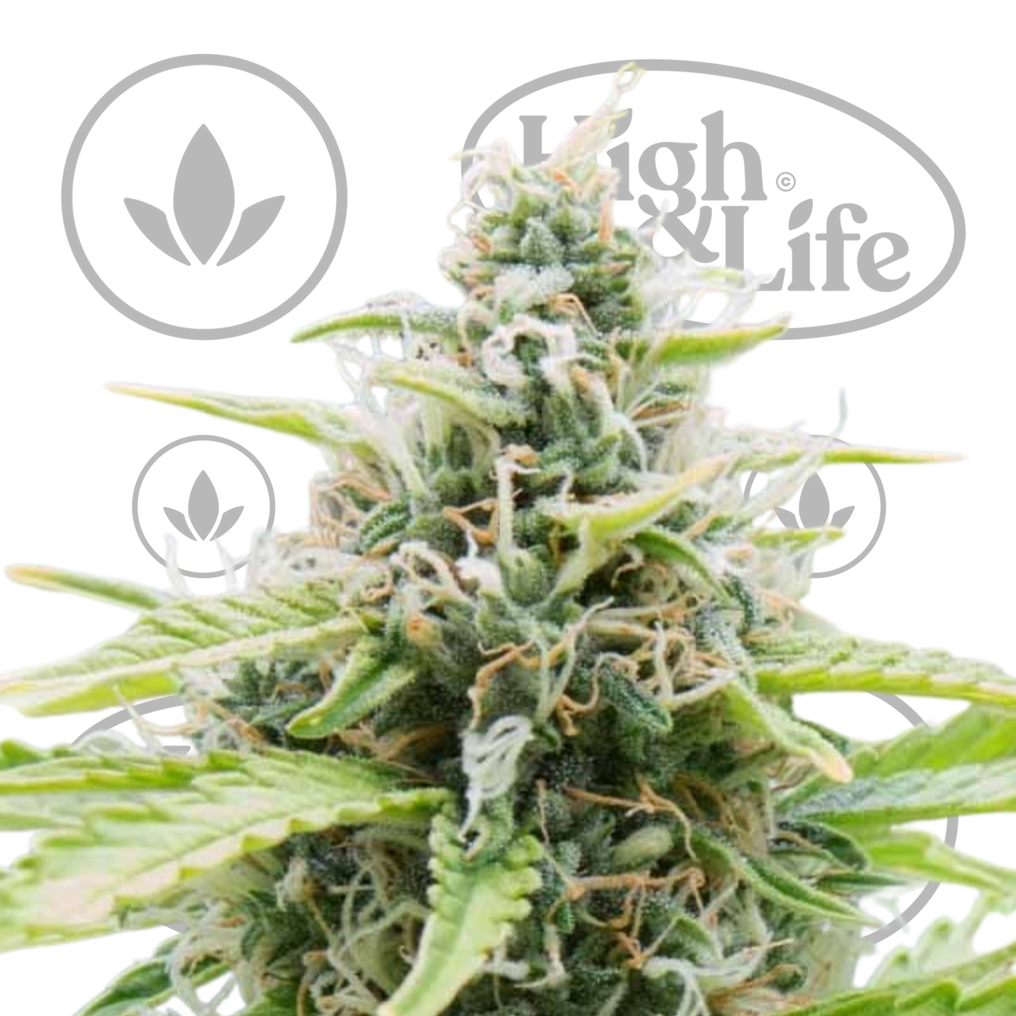 Osta CBD Auto SMLE kannabiksen siemenet High & Life Storesta