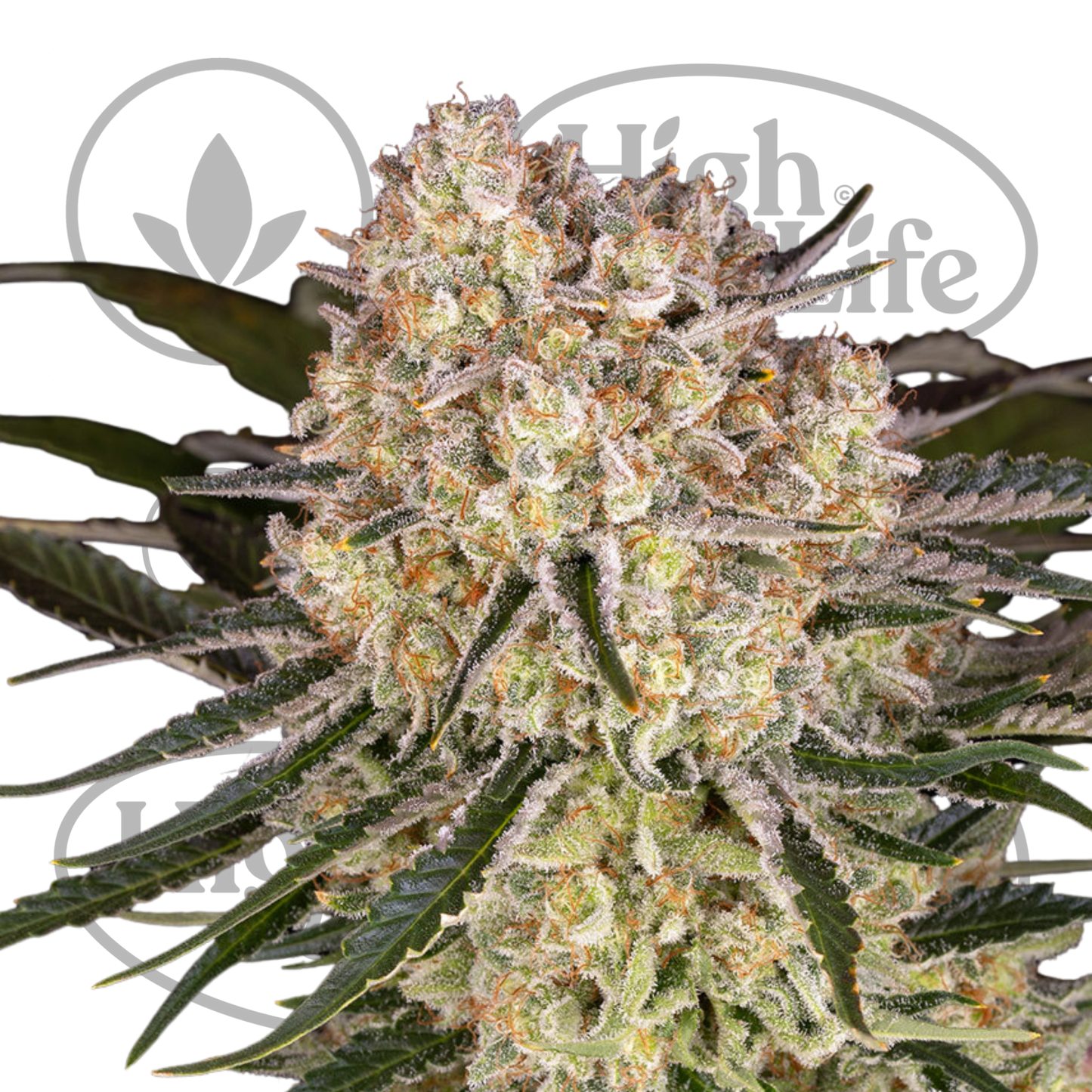 Osta AK kannabiksen siemenet High & Life Storesta