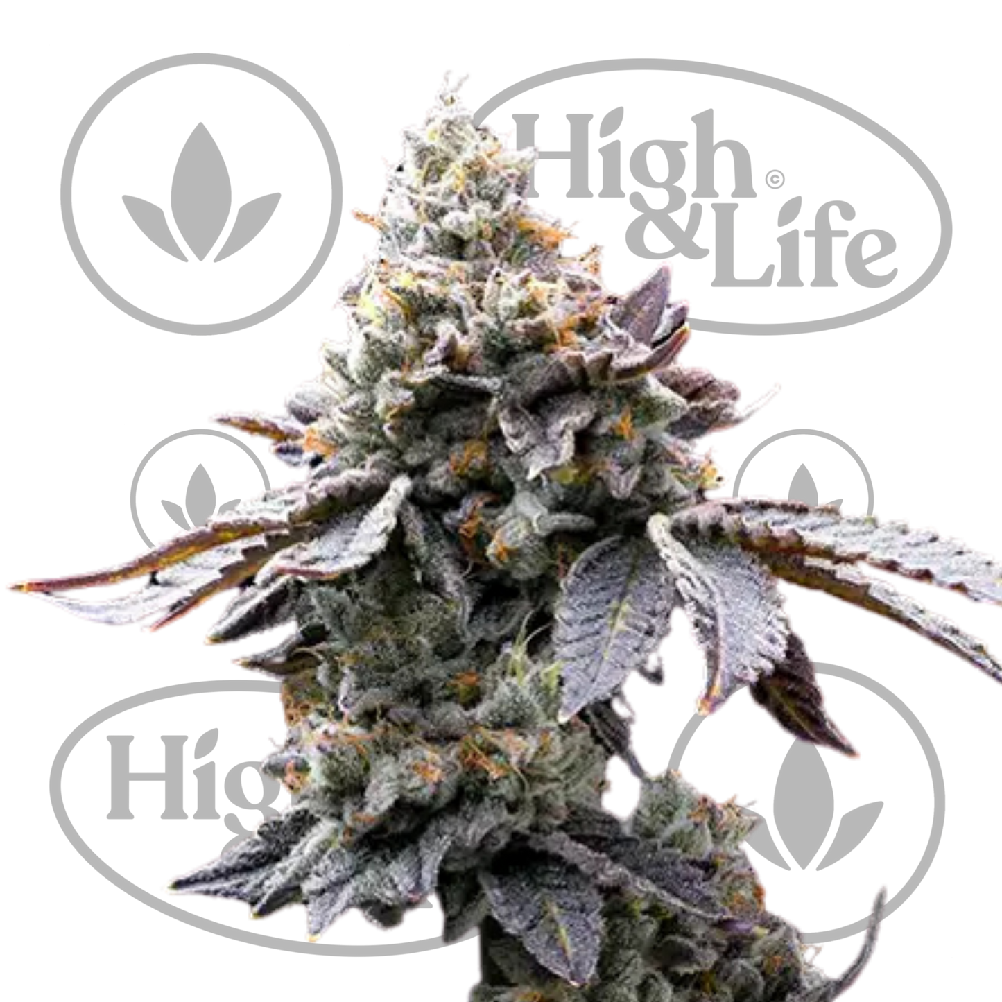 Osta GMO Cookies kannabiksen siemenet High & Life Storesta
