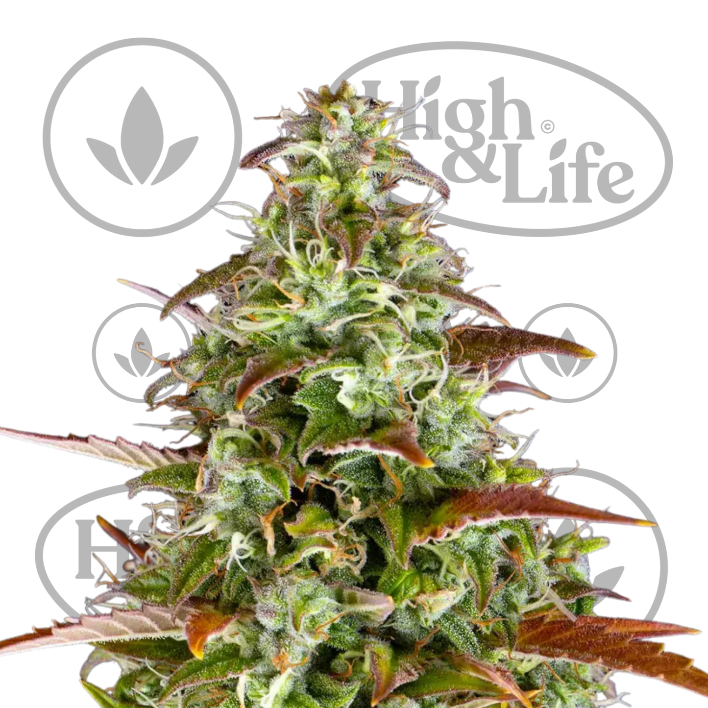 Osta Watermelon Z Auto kannabiksen siemenet High & Life Storesta
