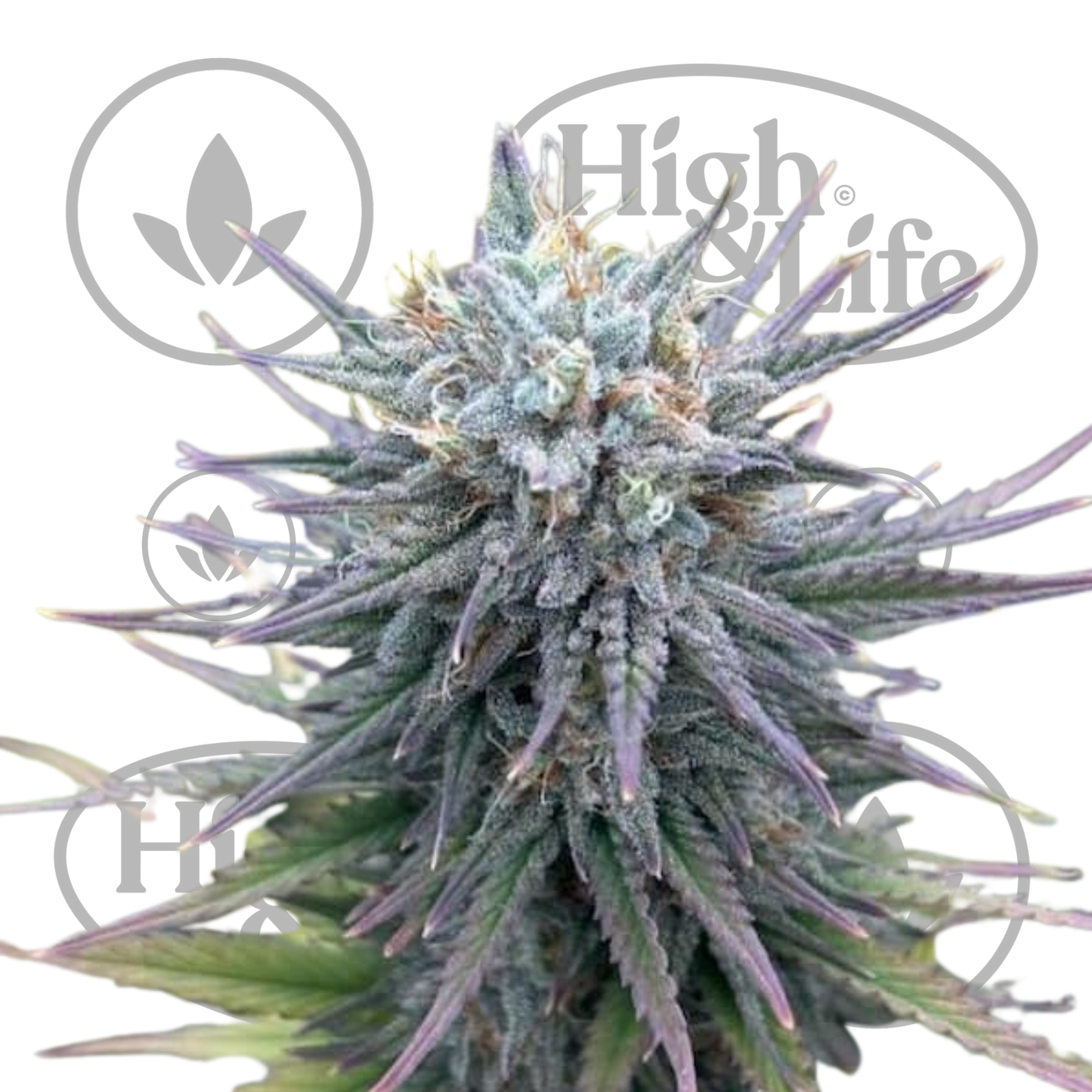 Osta Insane OG kannabiksen siemenet High & Life Storesta