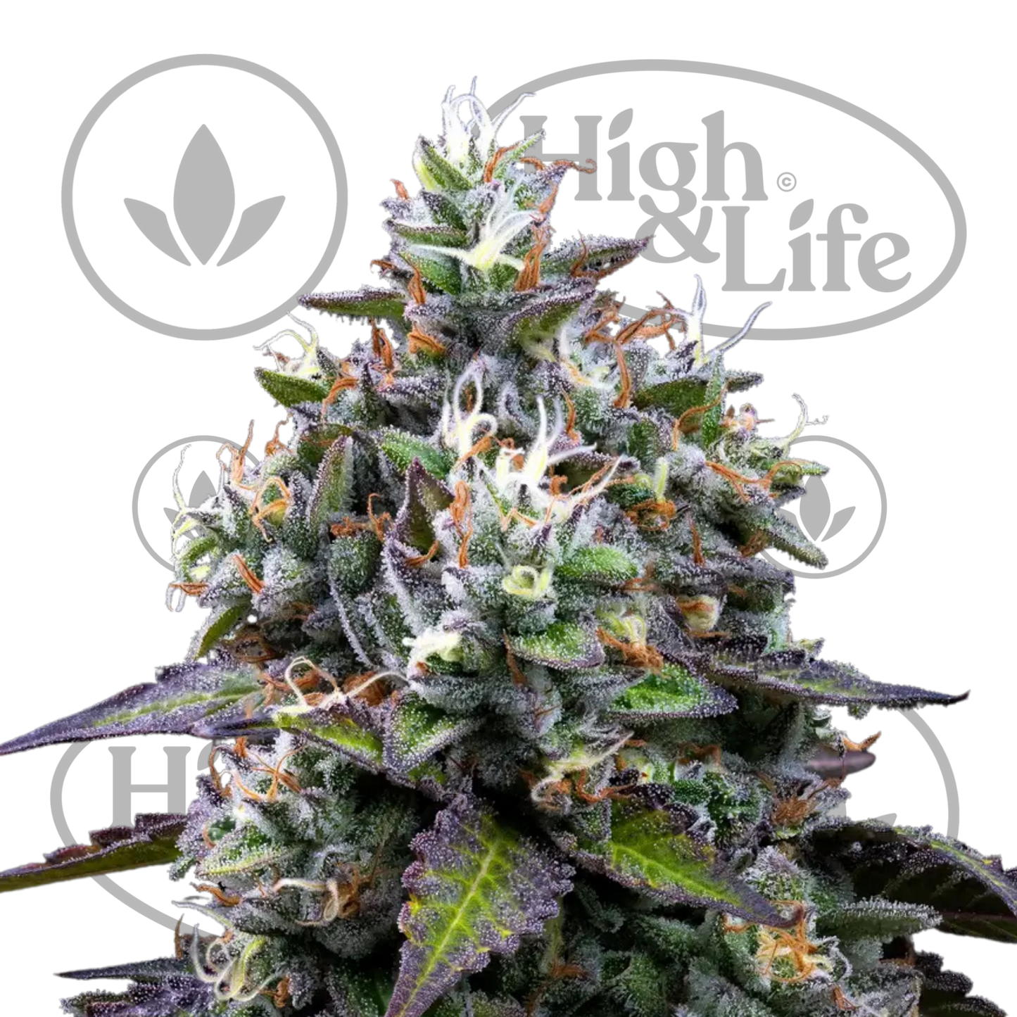 Osta Zoap kannabiksen siemenet High & Life Storesta