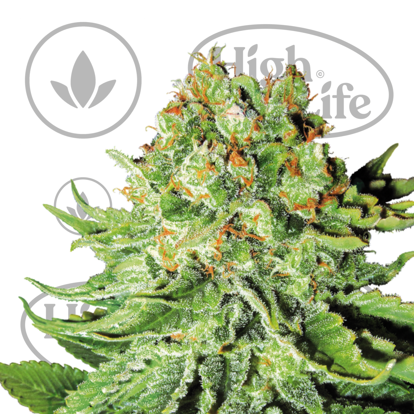 Osta Northern Lights Automatic kannabiksen siemenet High & Life Storesta