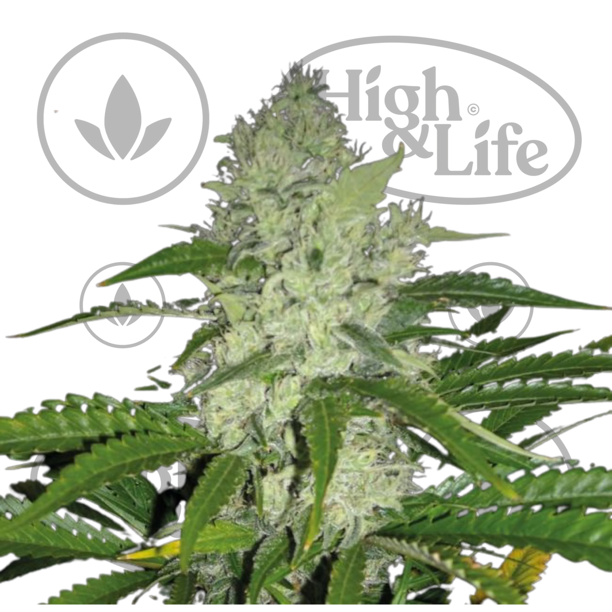 Osta Bruce Banger FAST kannabiksen siemenet High & Life Storesta