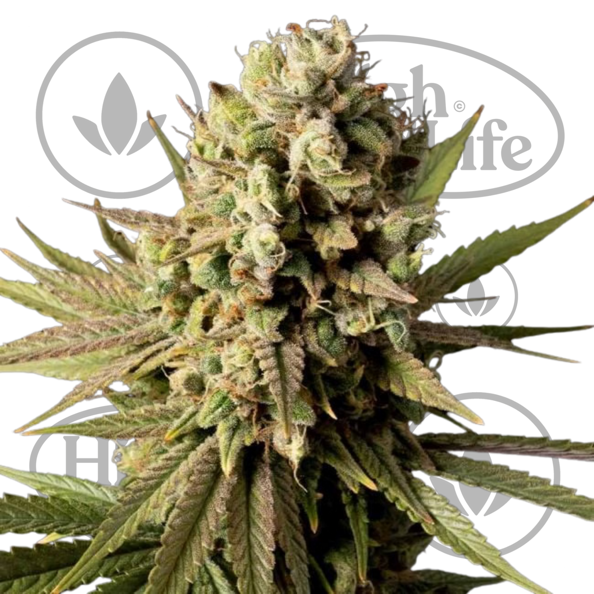 Osta Gorilla Gas F1 FAST kannabiksen siemenet High & Life Storesta