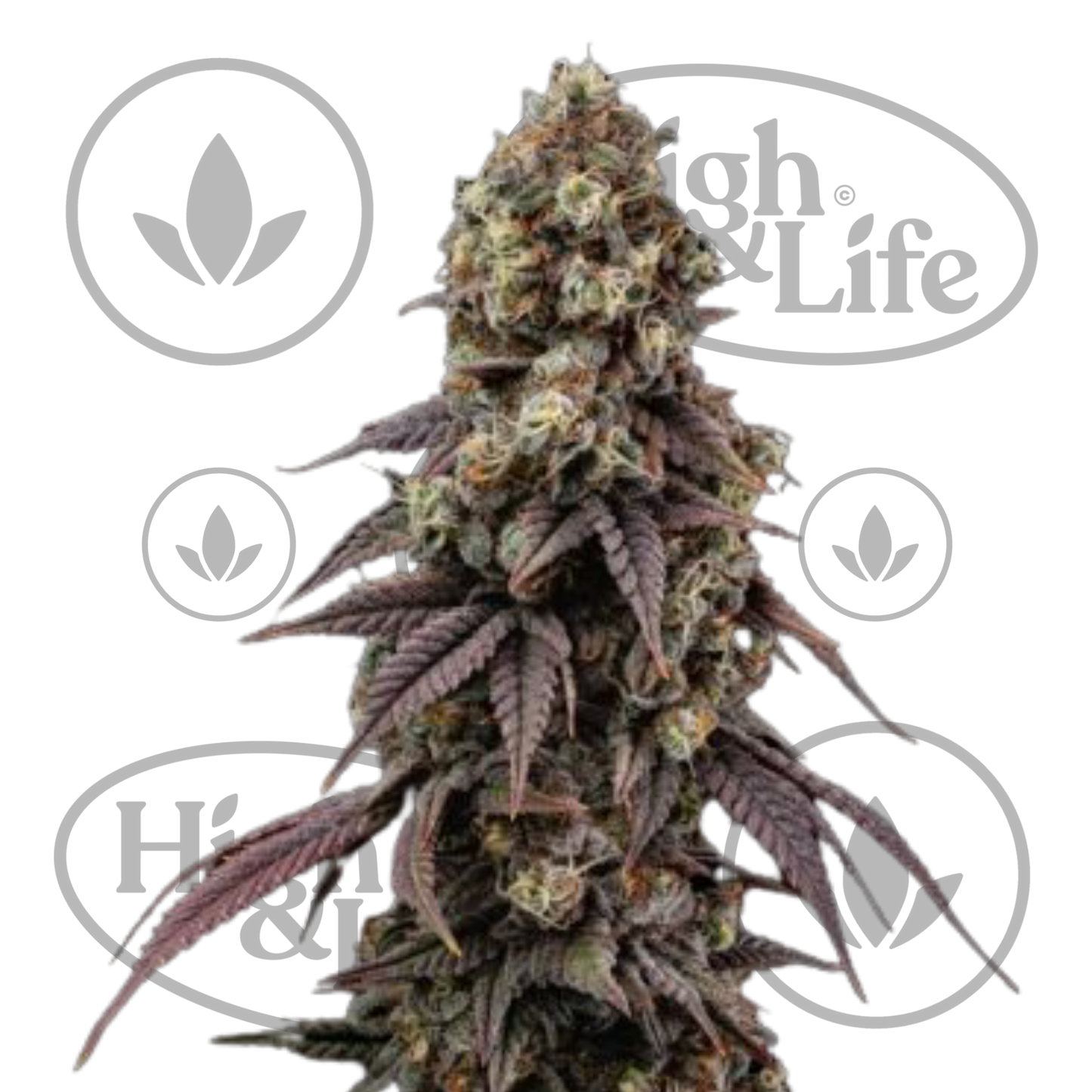 Osta Ice Dream Cake FAST kannabiksen siemenet High & Life Storesta