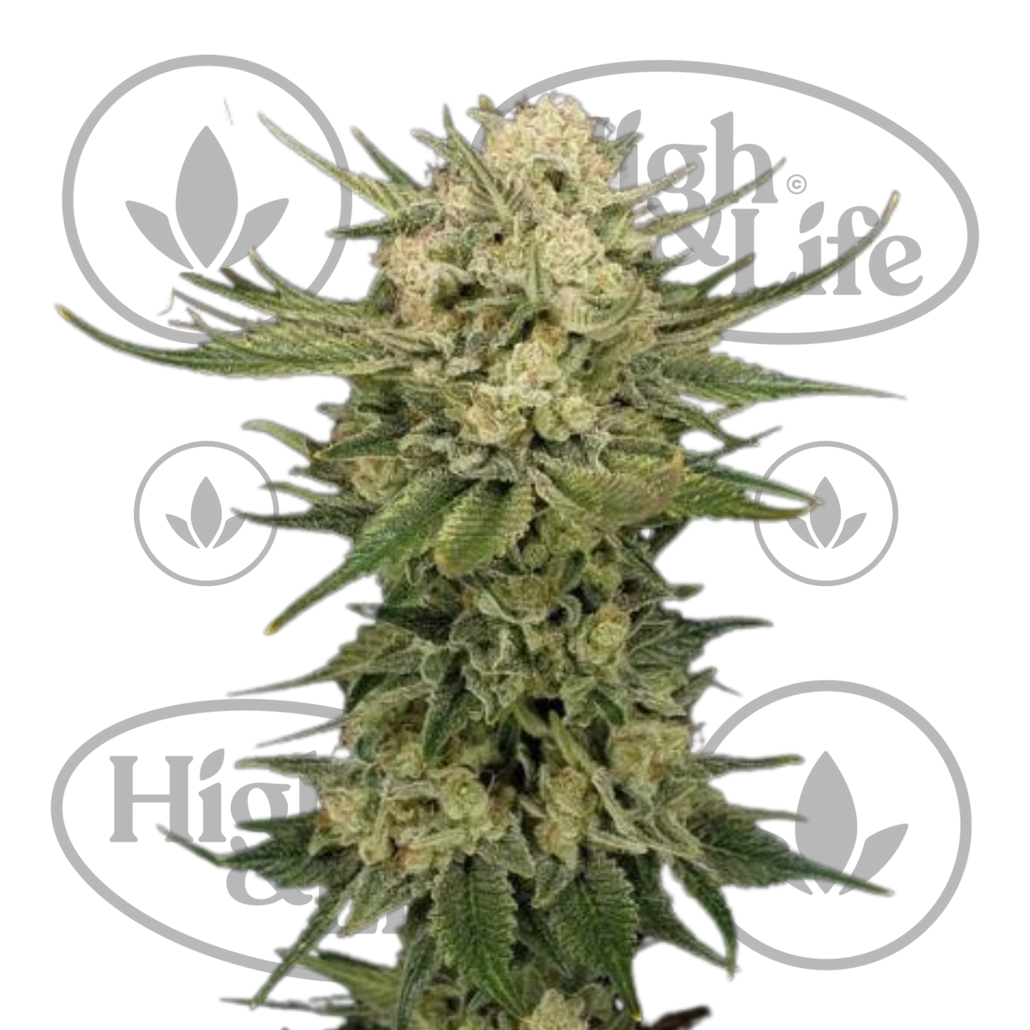 Osta Purple Ghost Candy kannabiksen siemenet High & Life Storesta