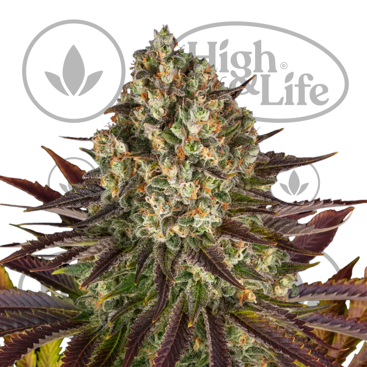 Osta Biscotti kannabiksen siemenet High & Life Storesta