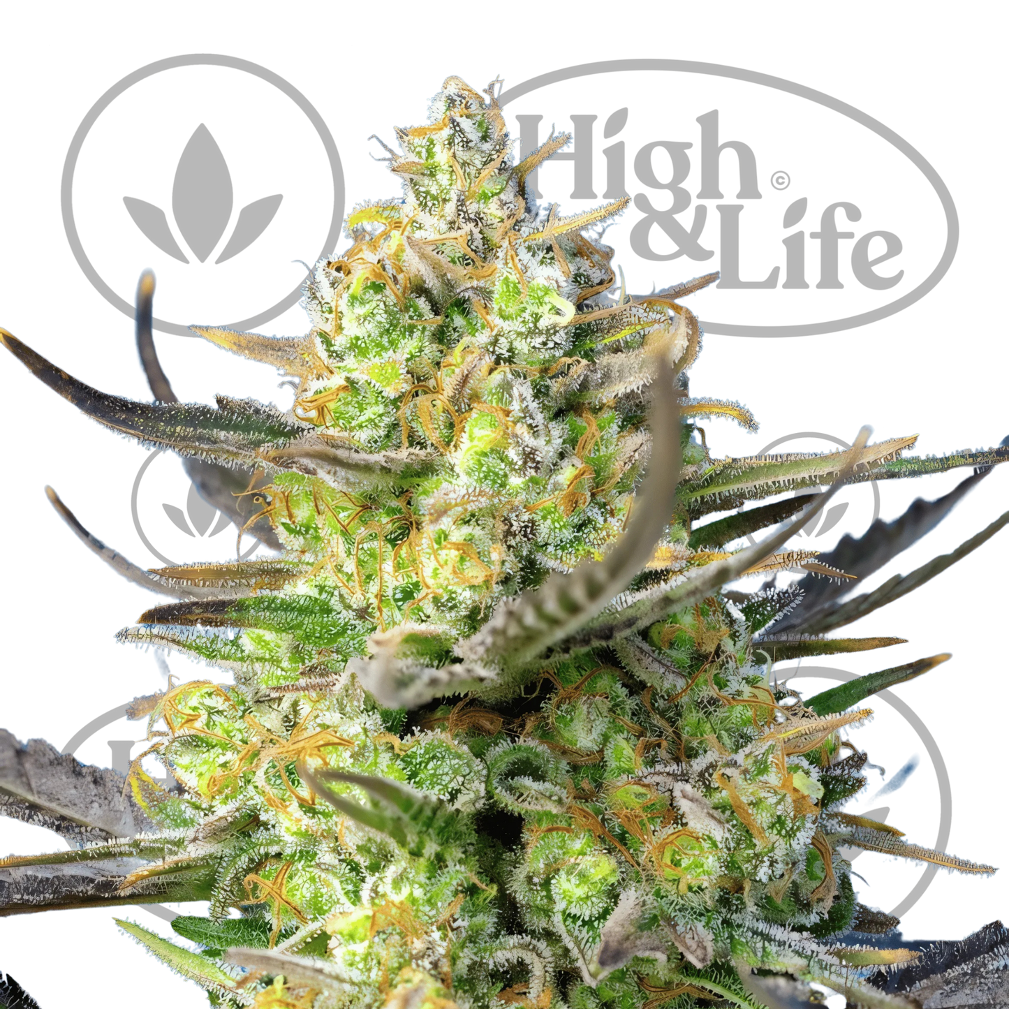 Osta Sweet Cheese XL Auto kannabiksen siemenet High & Life Storesta