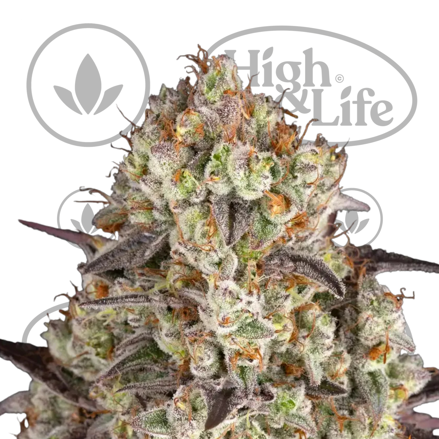 Osta Gary Payton kannabiksen siemenet High & Life Storesta