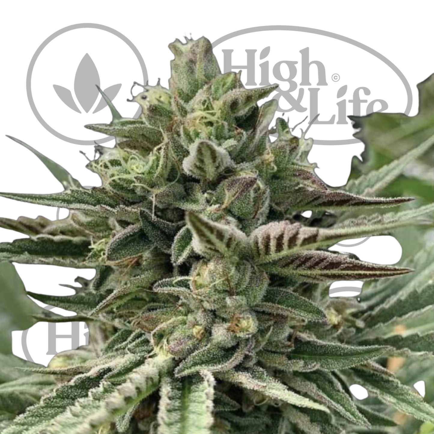 Osta Humboldt Pound Cake kannabiksen siemenet High & Life Storesta