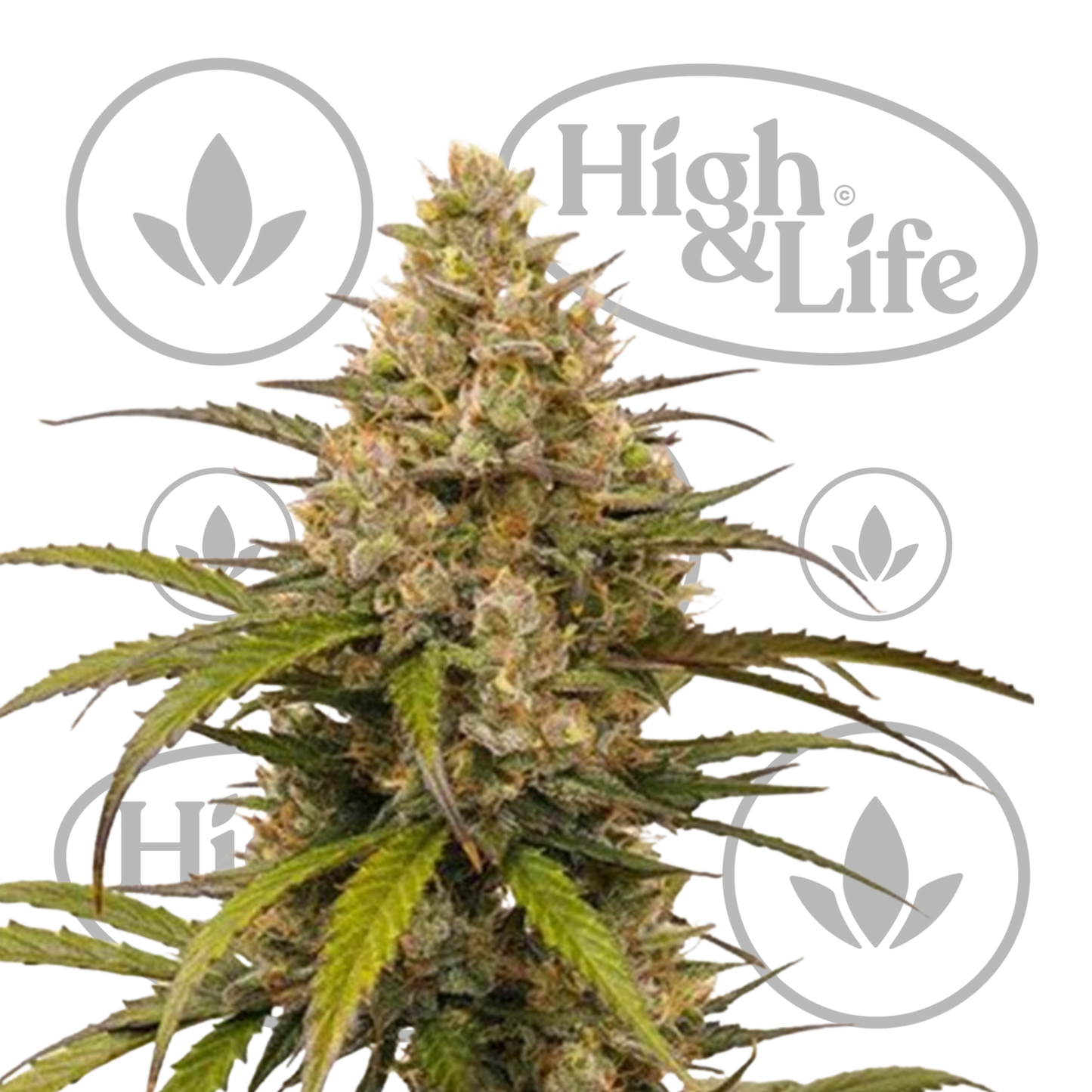 Osta Auto Desfran kannabiksen siemenet High & Life Storesta