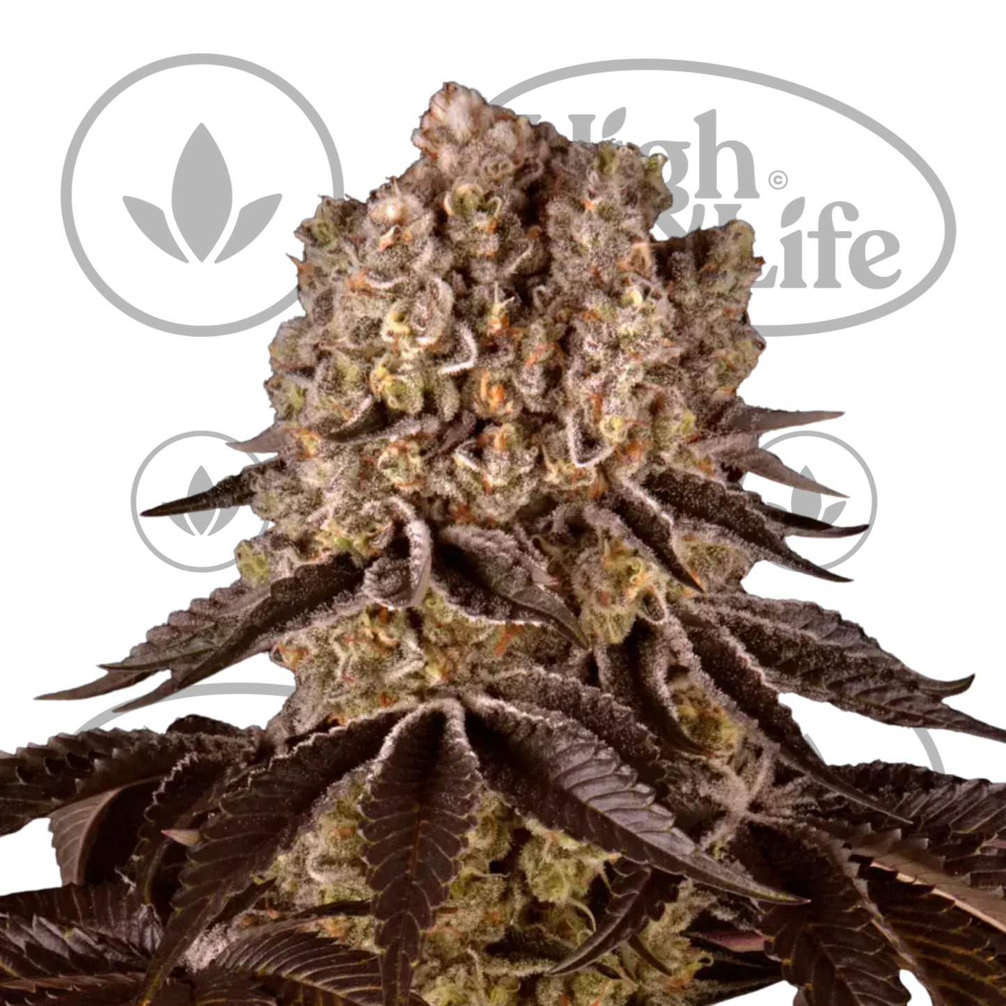 Osta Purple Punch kannabiksen siemenet High & Life Storesta