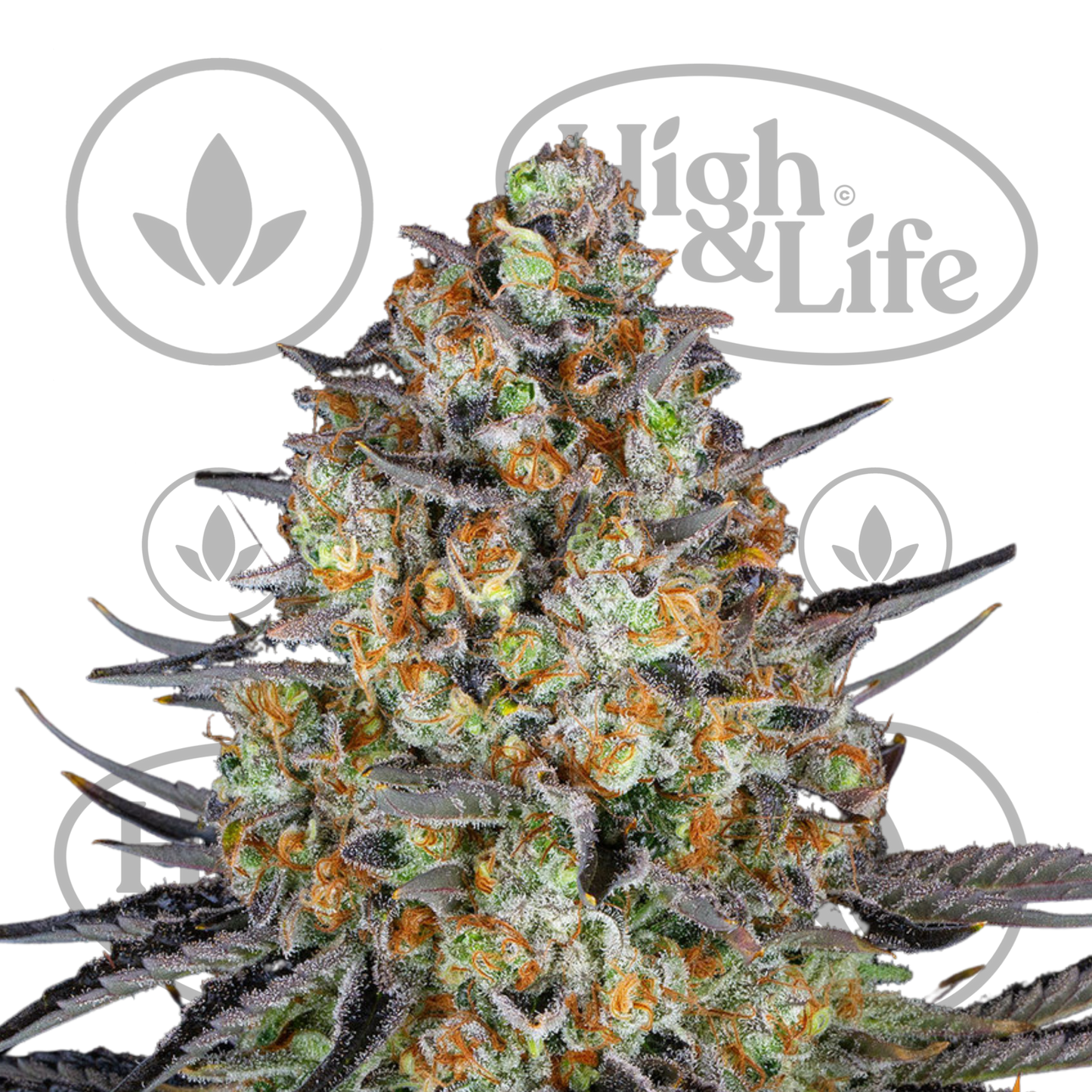 Osta LSD kannabiksen siemenet High & Life Storesta