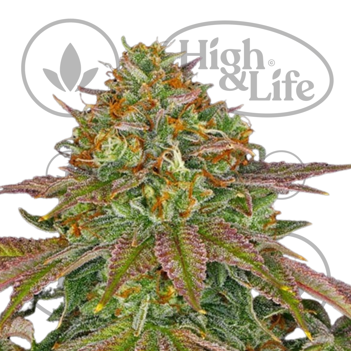 Osta Wedding Cake kannabiksen siemenet High & Life Storesta
