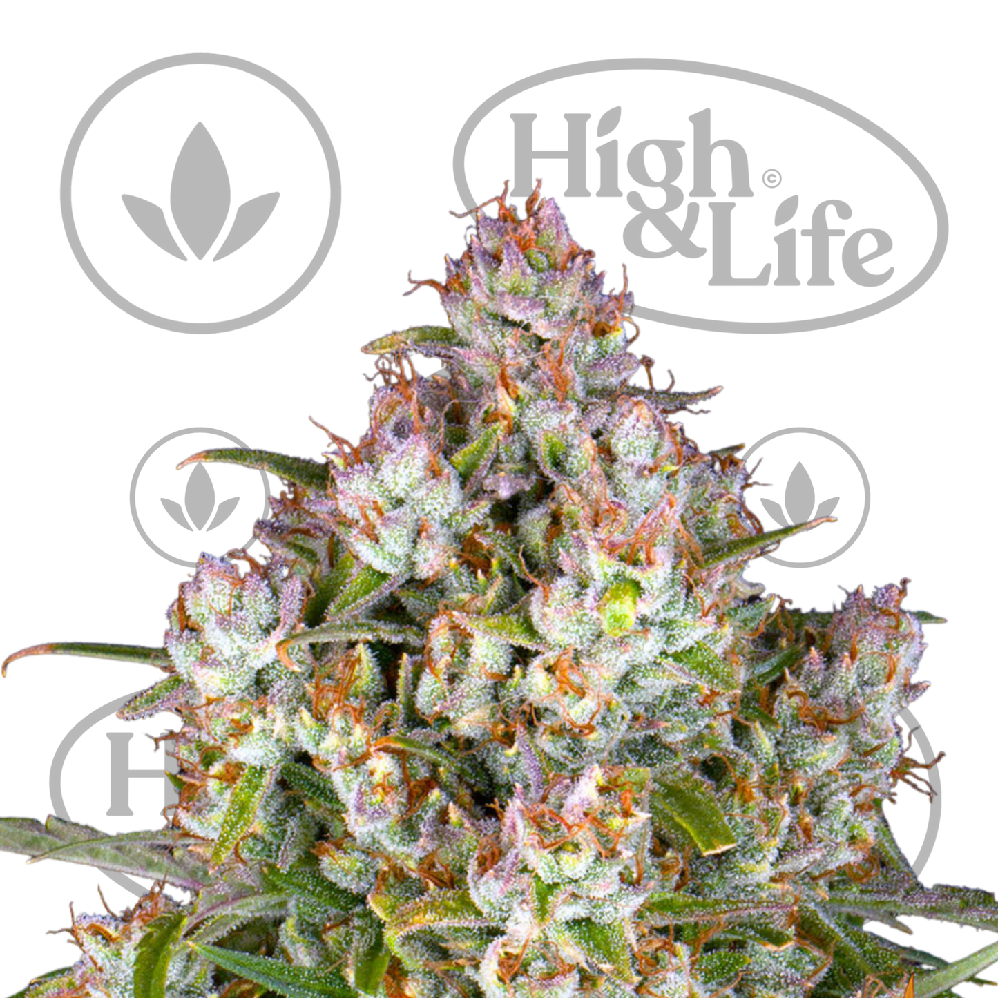 Osta BF Wedding Cake Auto kannabiksen siemenet High & Life Storesta