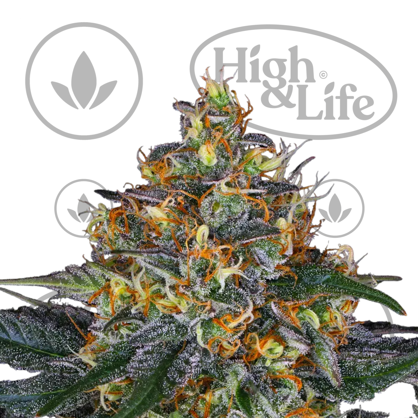 Osta Moby Dick kannabiksen siemenet High & Life Storesta