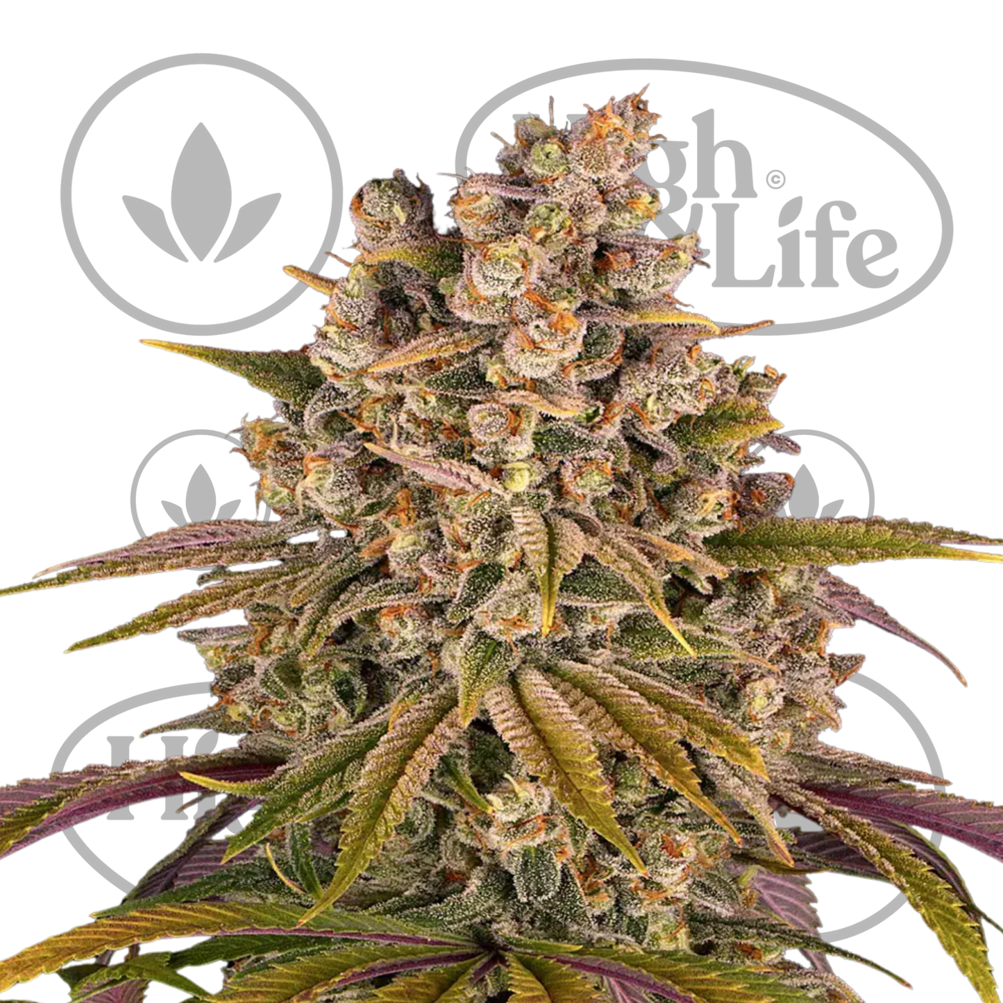 Osta Lemon Tree kannabiksen siemenet High & Life Storesta