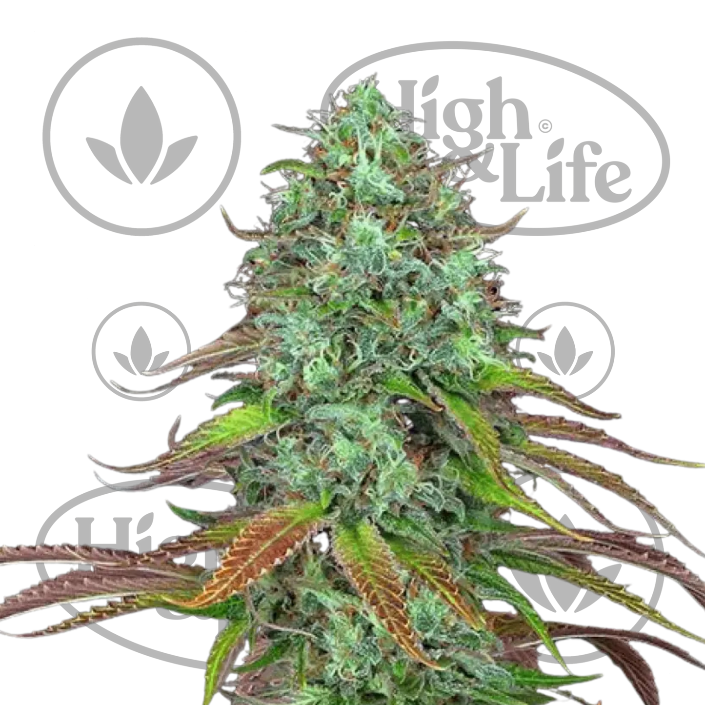 Osta LSD (Auto) kannabiksen siemenet High & Life Storesta