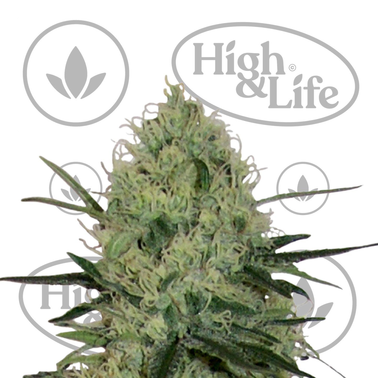 Osta Tangerine Dream Auto kannabiksen siemenet High & Life Storesta