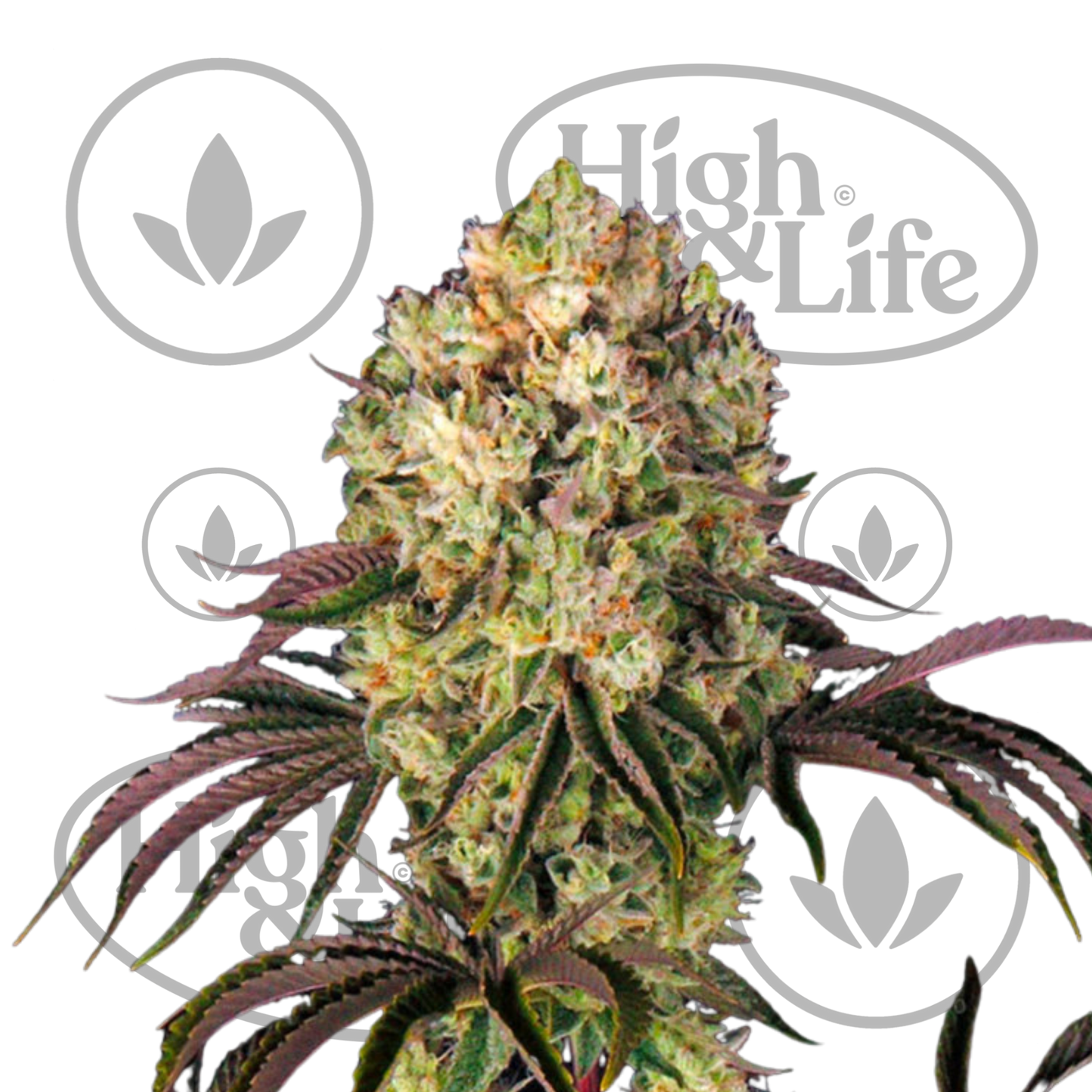 Osta Glookies kannabiksen siemenet High & Life Storesta