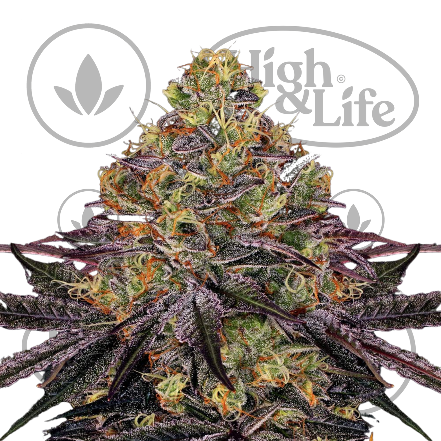 Osta Watermelon Zkittlez kannabiksen siemenet High & Life Storesta