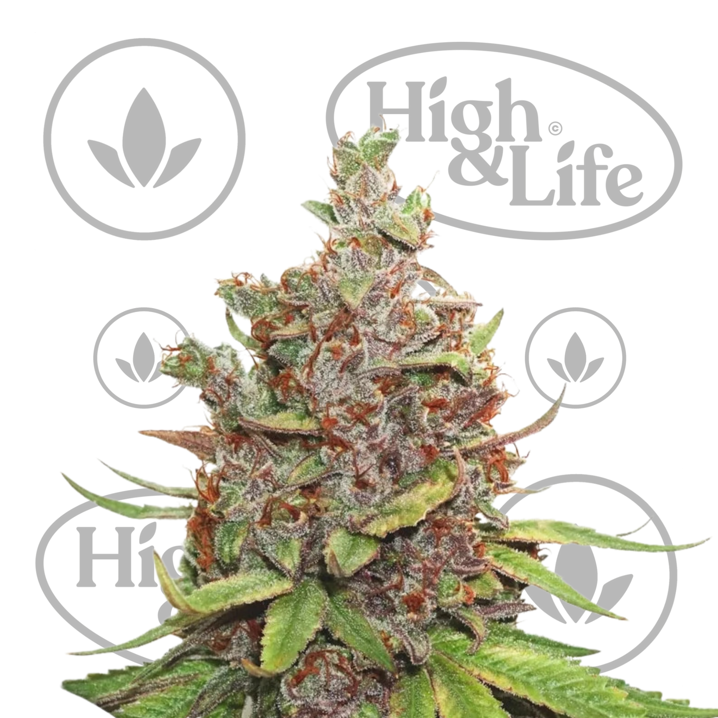 Osta Auto Glueberry OG kannabiksen siemenet High & Life Storesta