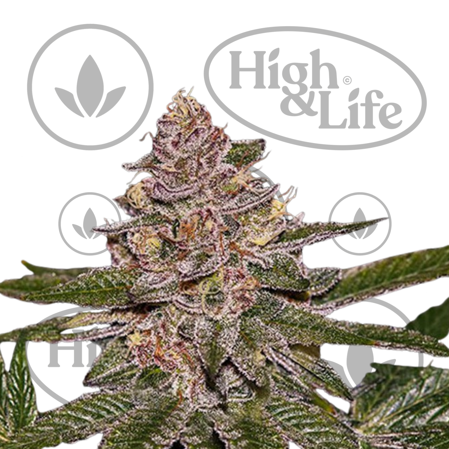 Osta Radical Juice kannabiksen siemenet High & Life Storesta