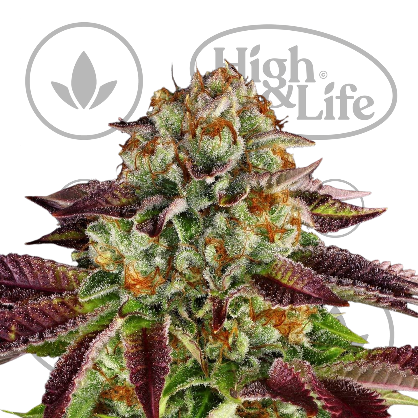 Osta Biscotti Mintz kannabiksen siemenet High & Life Storesta