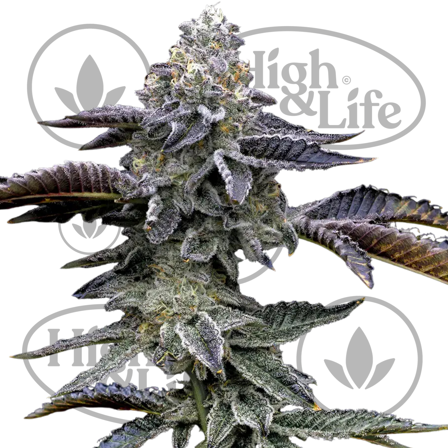 Osta Blue Dream kannabiksen siemenet High & Life Storesta