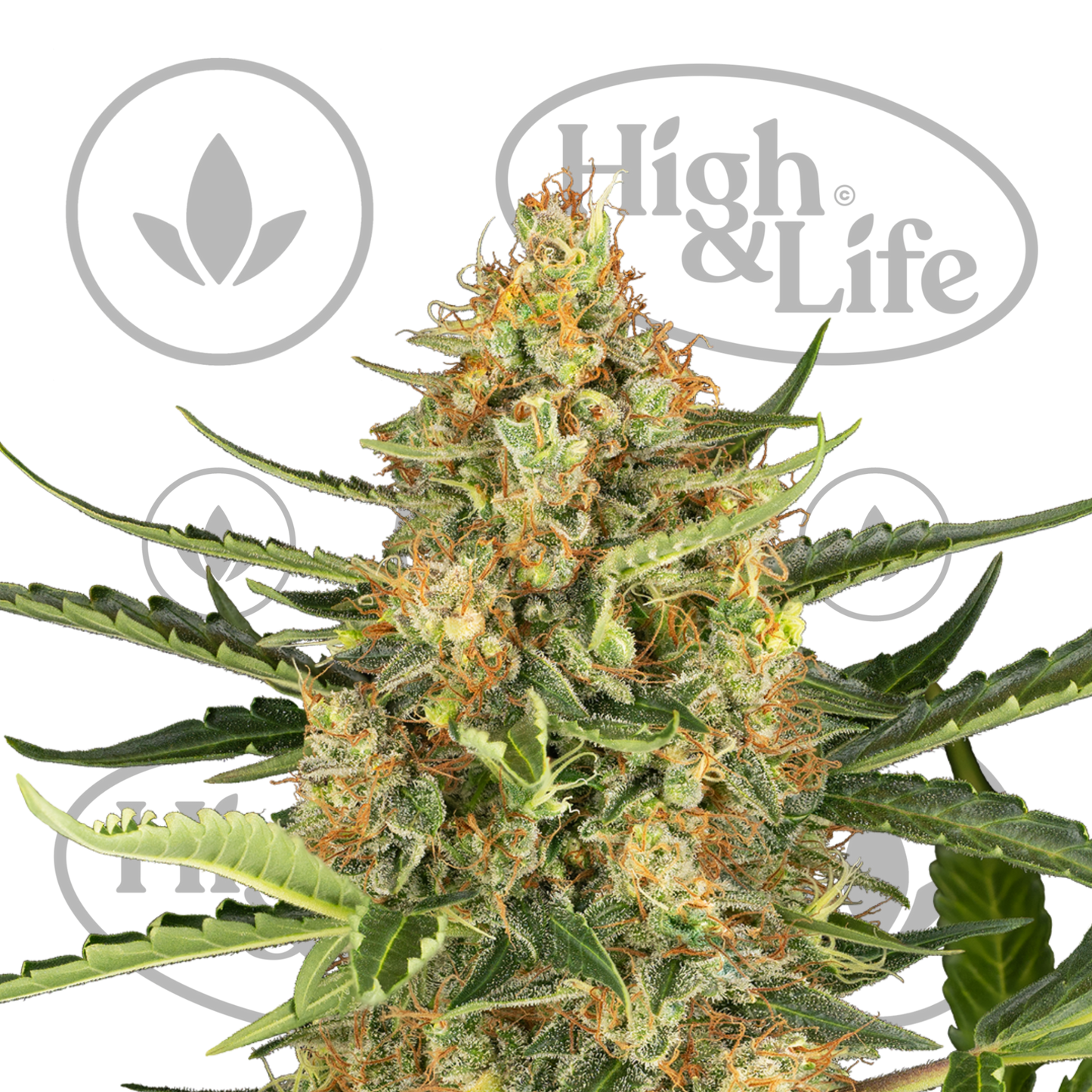 Osta Blueberry Bubblegum Auto kannabiksen siemenet High & Life Storesta