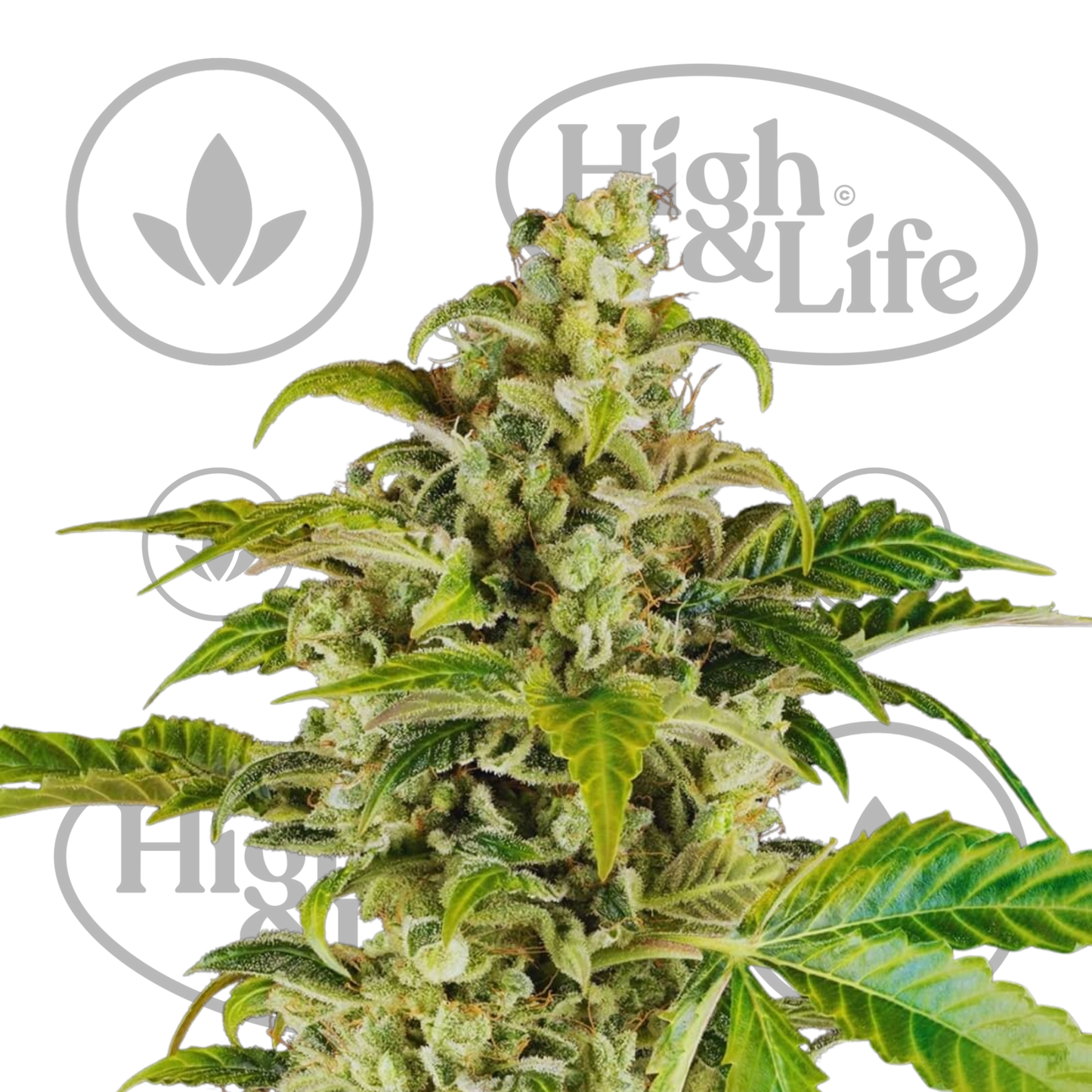 Osta Sweet & Sour Cream Auto kannabiksen siemenet High & Life Storesta