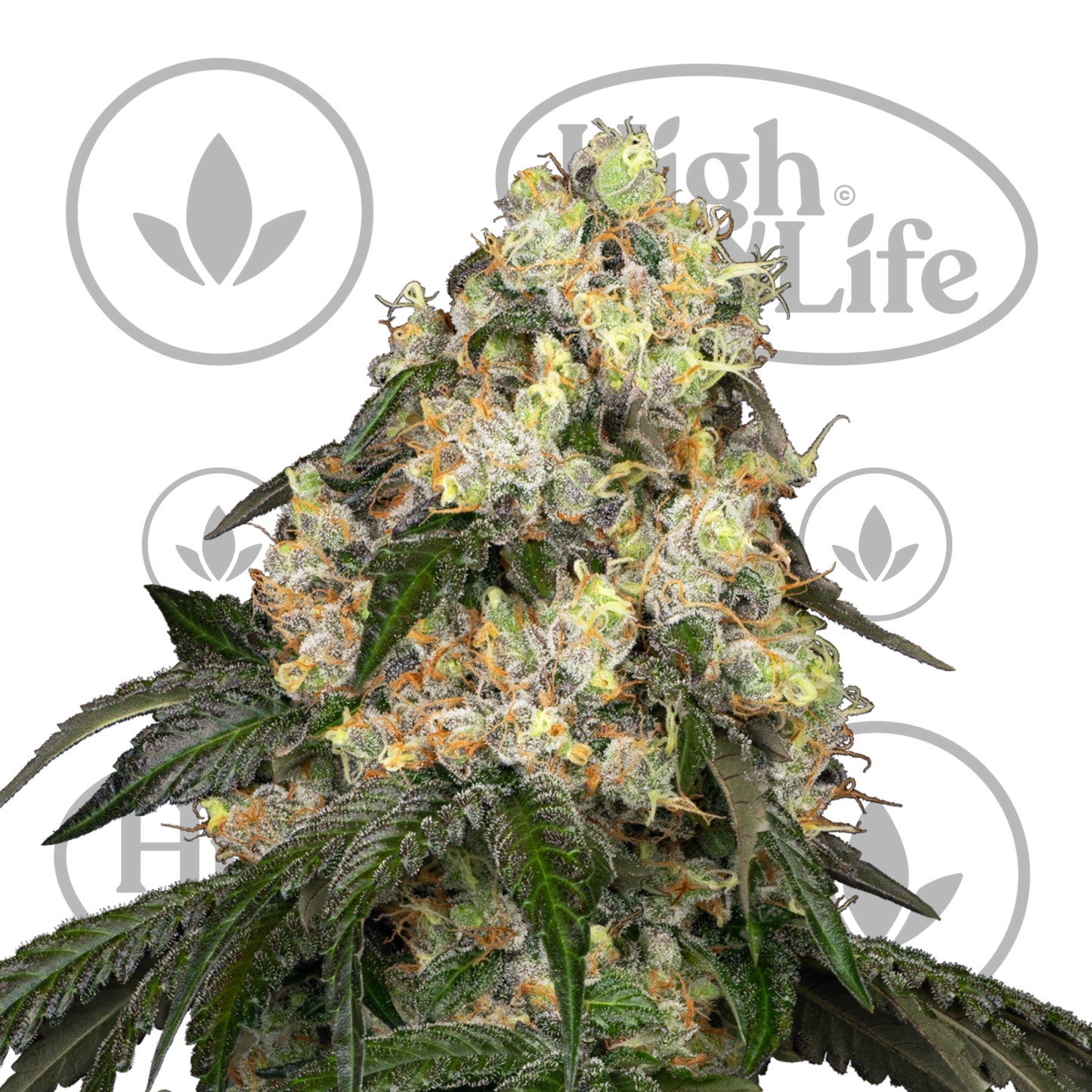 Osta White Biscotti OG XXL kannabiksen siemenet High & Life Storesta