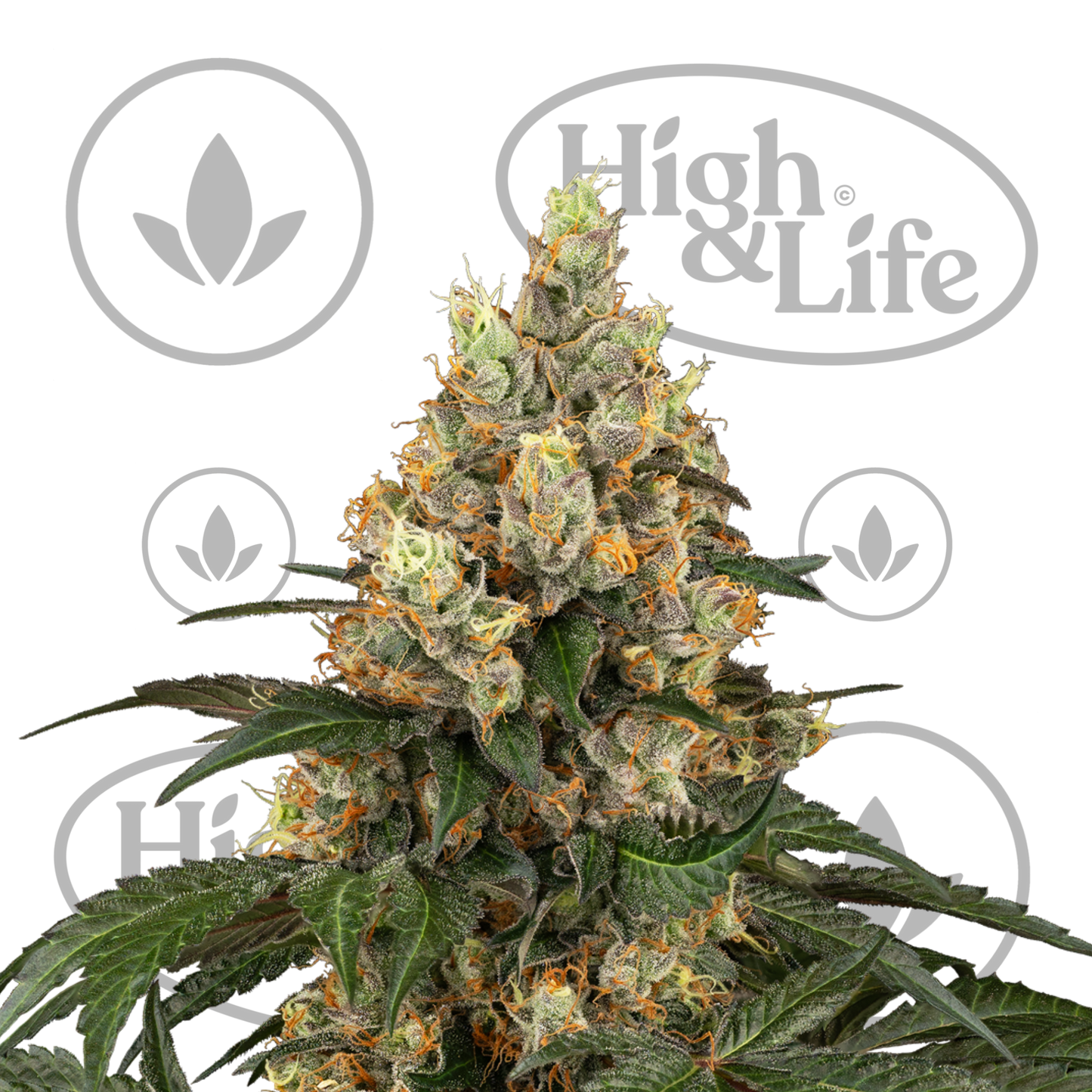 Osta Chocolate Rainbow XXL kannabiksen siemenet High & Life Storesta