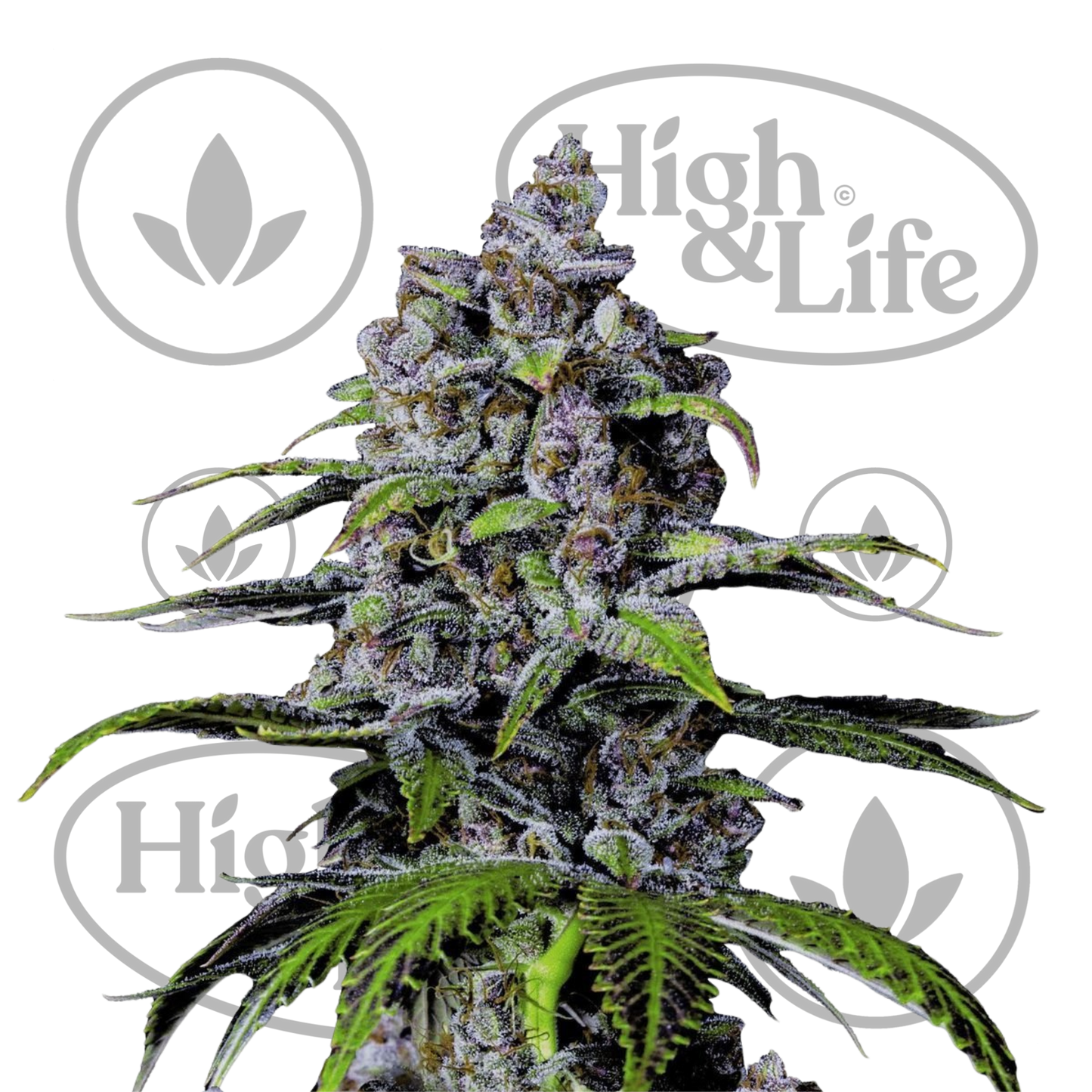 Osta Purple Lemonade FF kannabiksen siemenet High & Life Storesta