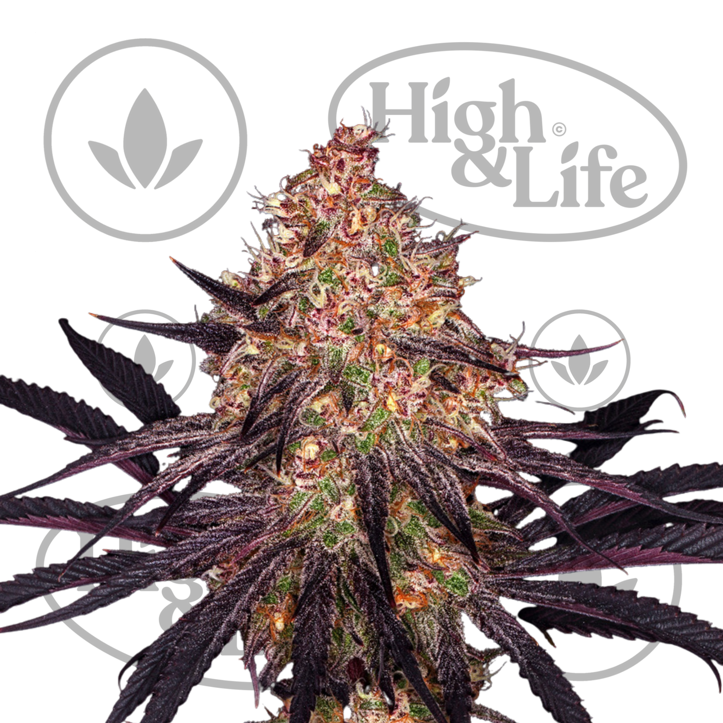 Osta Ayahuasca Purple kannabiksen siemenet High & Life Storesta