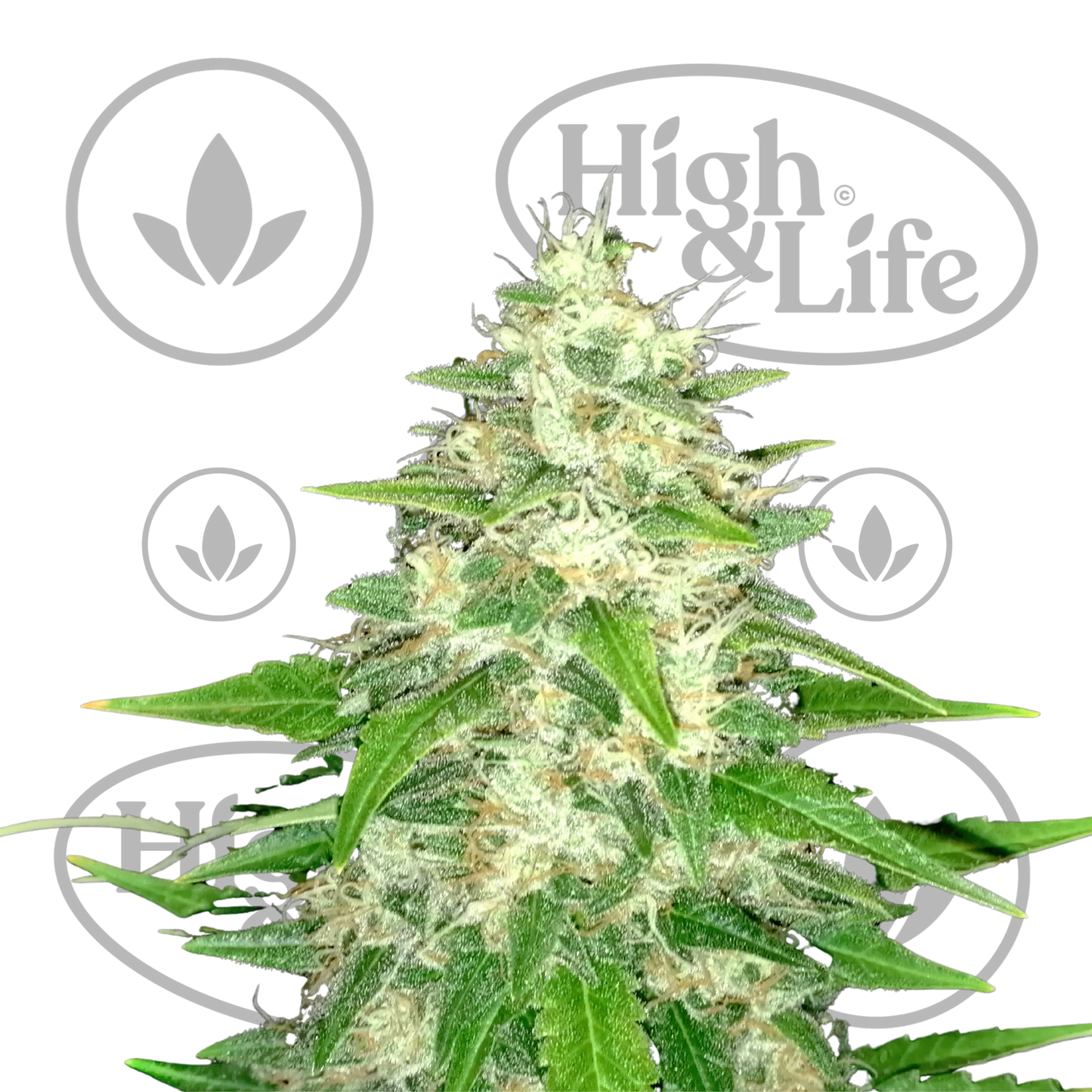 Osta Gorilla Glue #4 kannabiksen siemenet High & Life Storesta