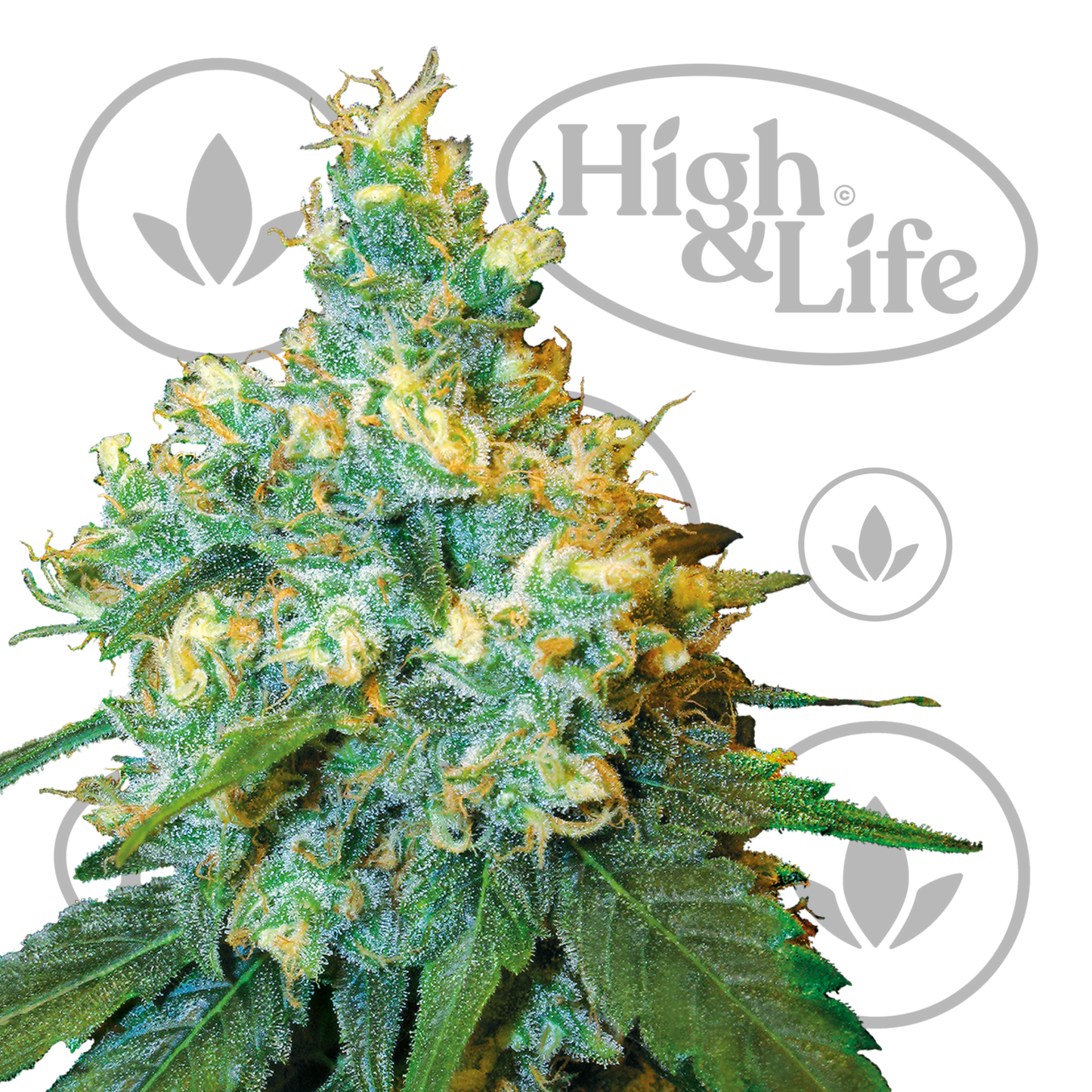 Osta Sensi Seeds Jack Herer kannabiksen siemenet High & Life Storesta