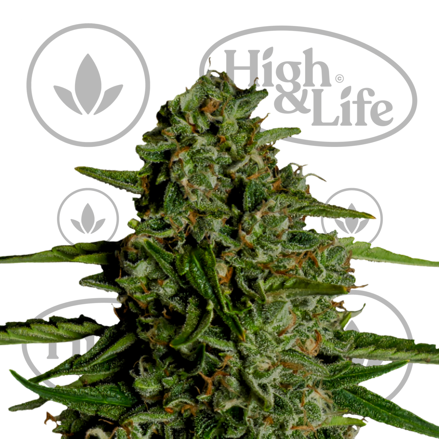 Osta Medusa F1 Auto kannabiksen siemenet High & Life Storesta