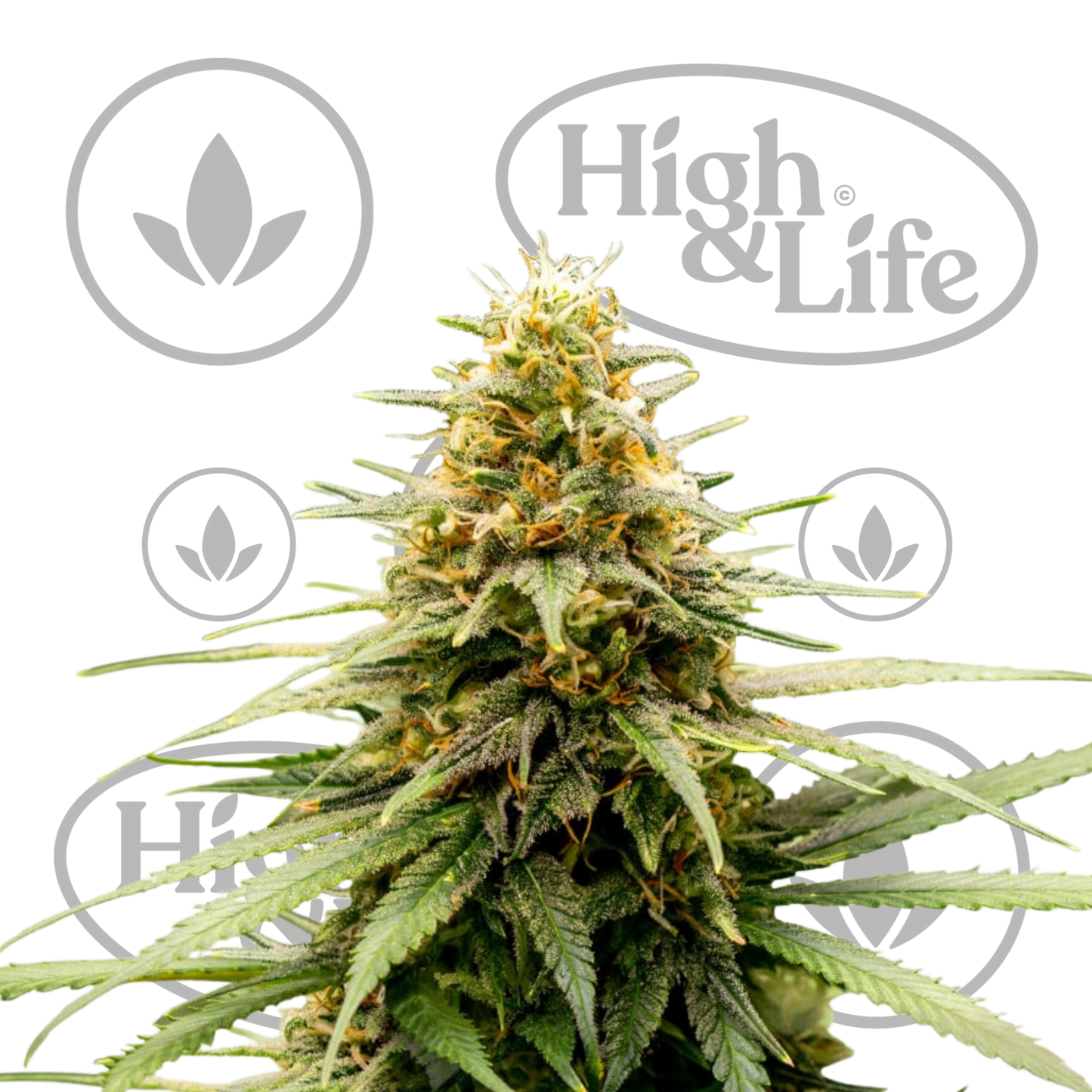 Osta Lemon Skunk kannabiksen siemenet High & Life Storesta
