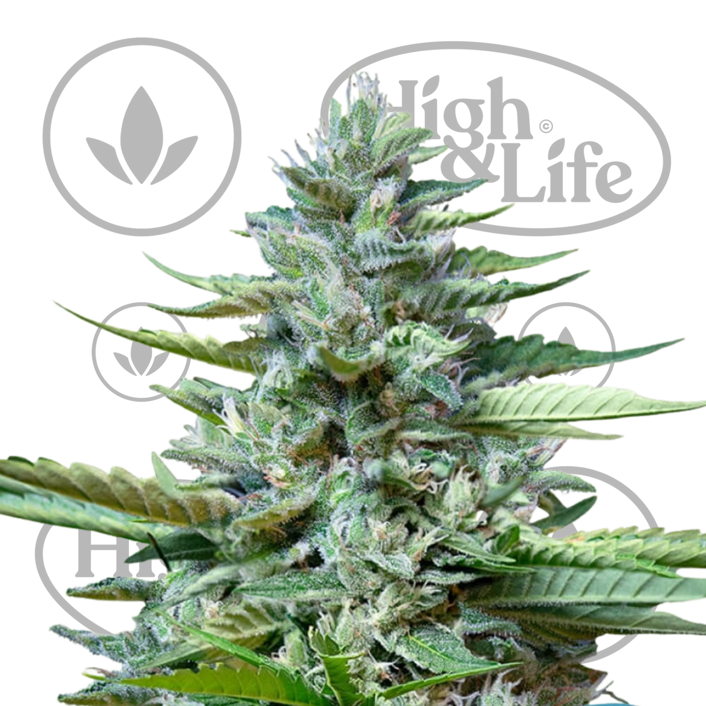 Osta Stress Killer Auto CBD kannabiksen siemenet High & Life Storesta