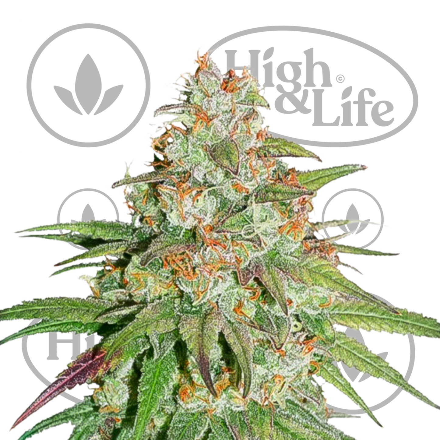 Osta Dutch Passion Glueberry OG kannabiksen siemenet High & Life Storesta