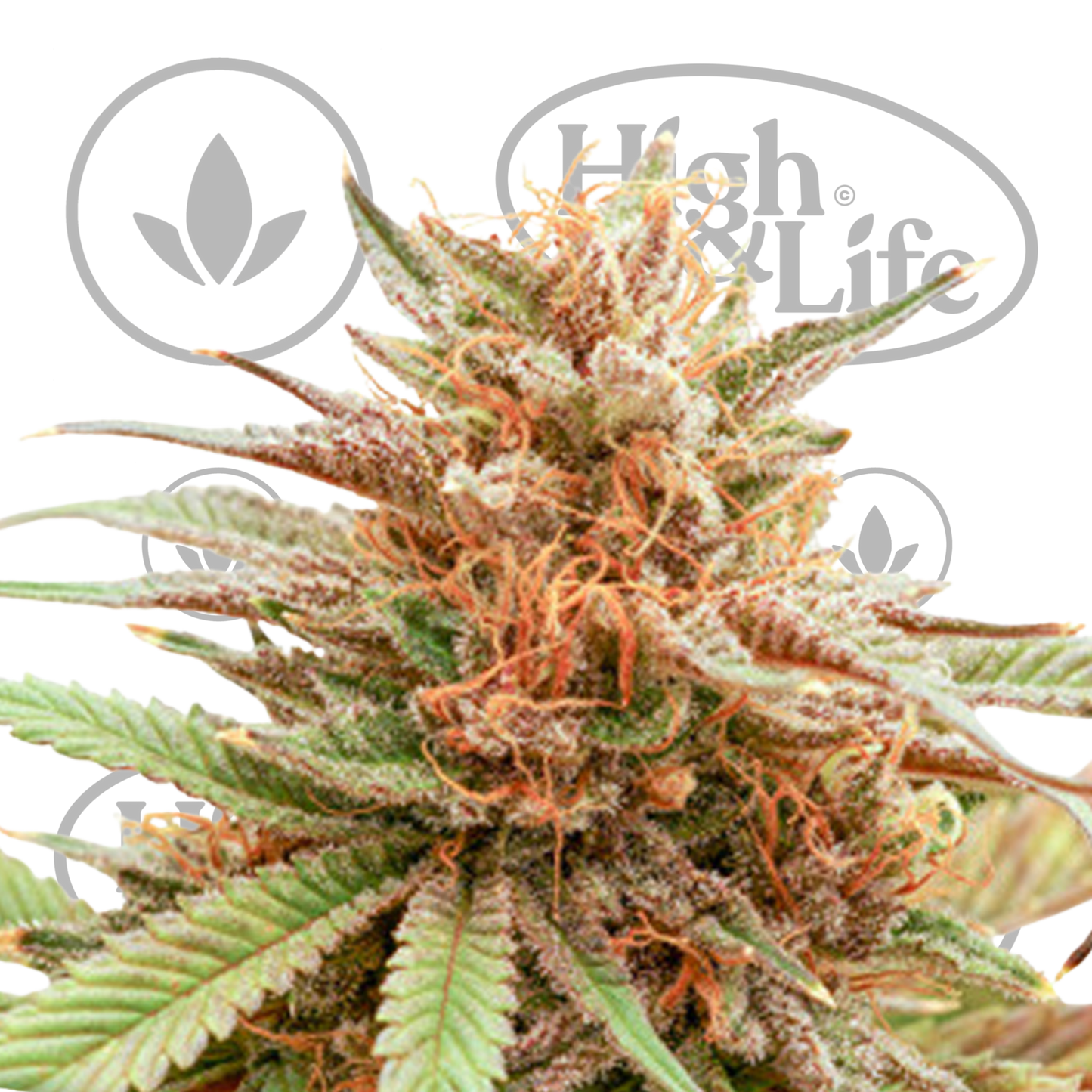 Osta Durban Dew kannabiksen siemenet High & Life Storesta