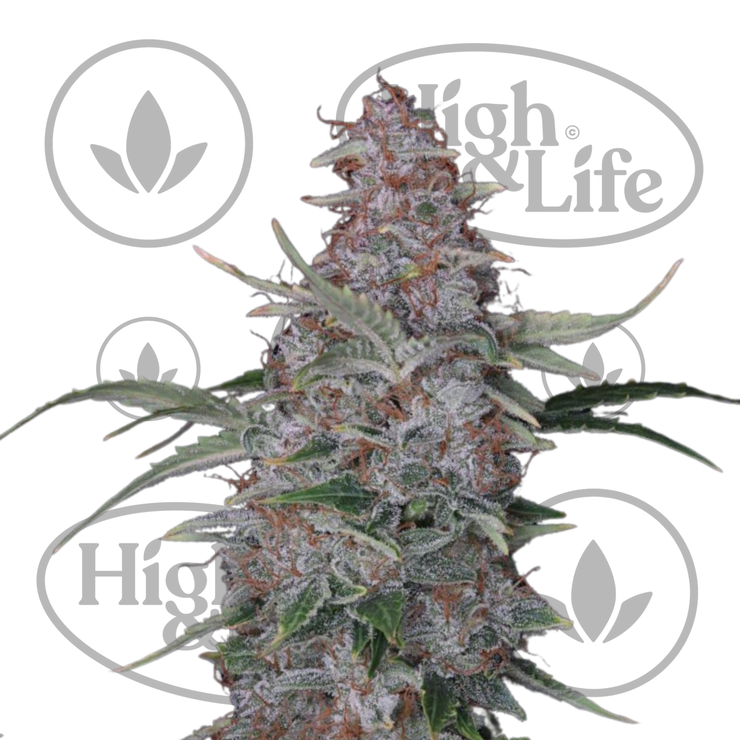 Osta Lemon Cookies Auto kannabiksen siemenet High & Life Storesta