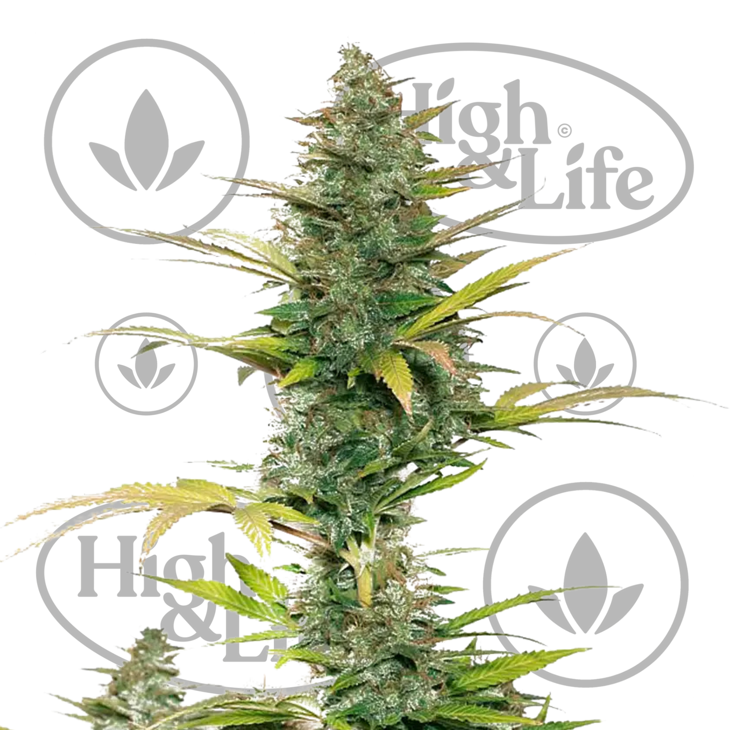 Osta Brutalis Auto kannabiksen siemenet High & Life Storesta