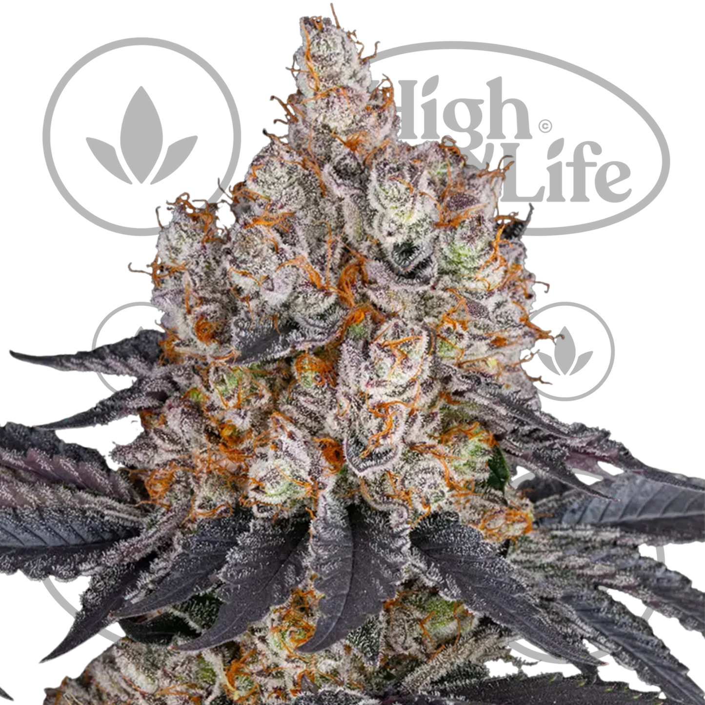 Osta Gelato kannabiksen siemenet High & Life Storesta