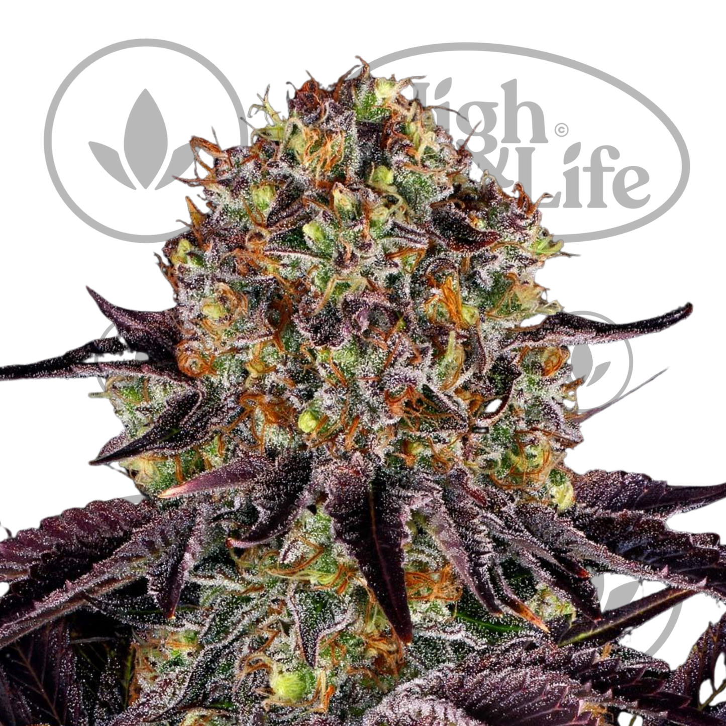 Osta Runtz x Layer Cake kannabiksen siemenet High & Life Storesta